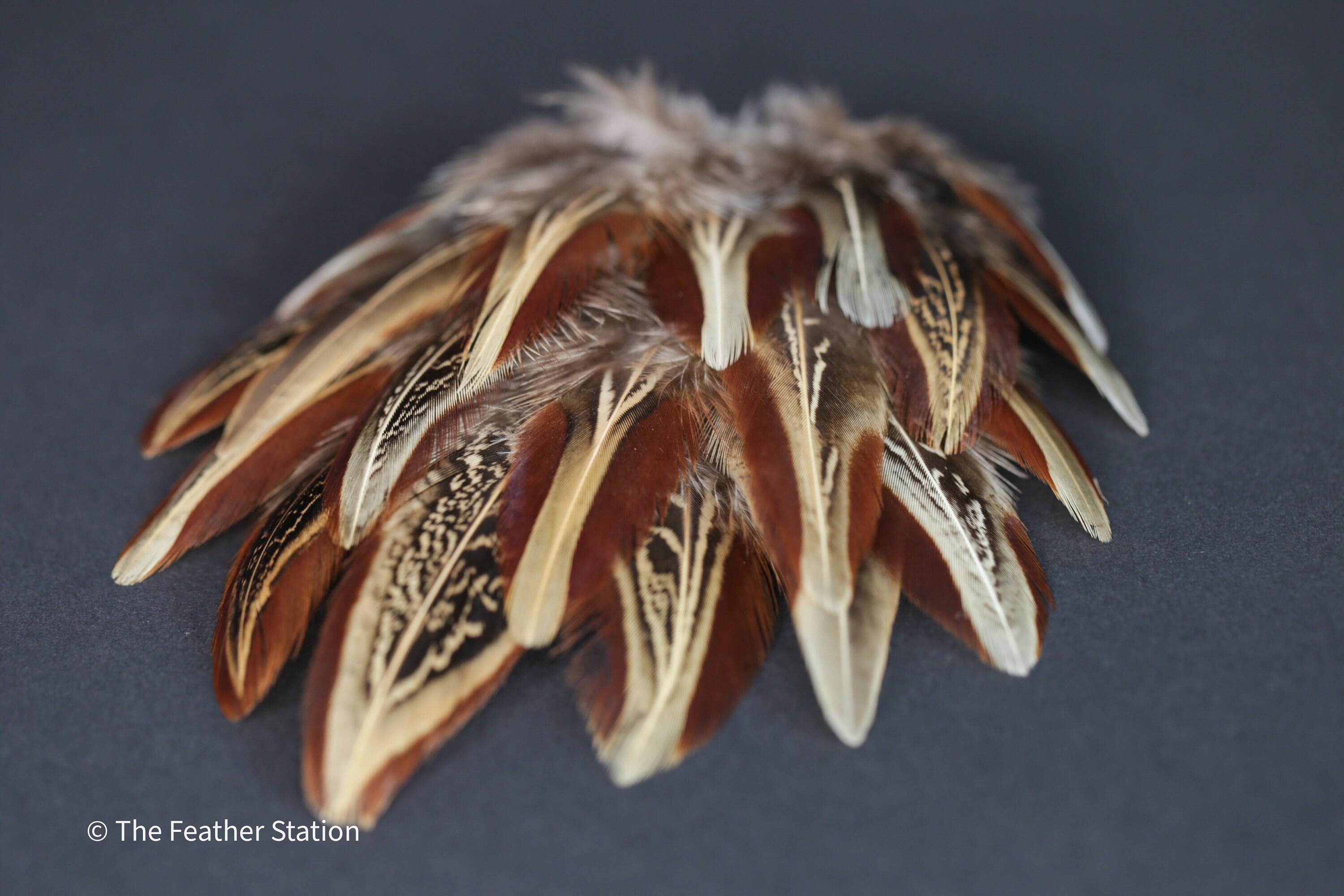 Natural almond ringneck plumage, 1-3 inches 3-8 cm