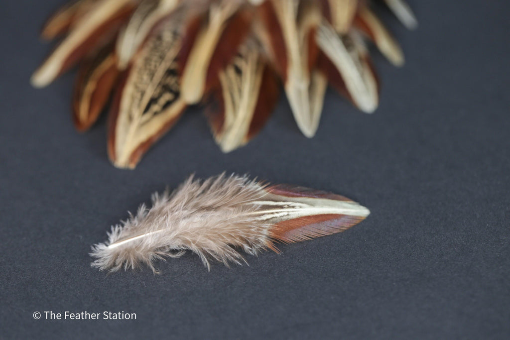 Natural almond ringneck plumage, 1-3 inches 3-8 cm