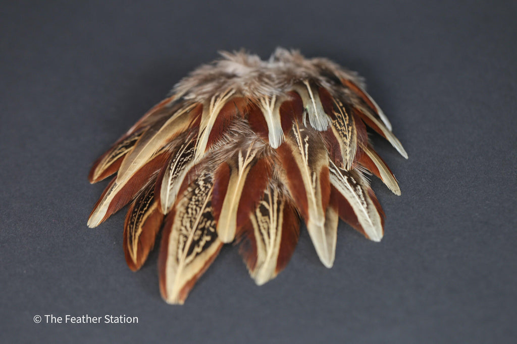 Natural almond ringneck plumage, 1-3 inches 3-8 cm