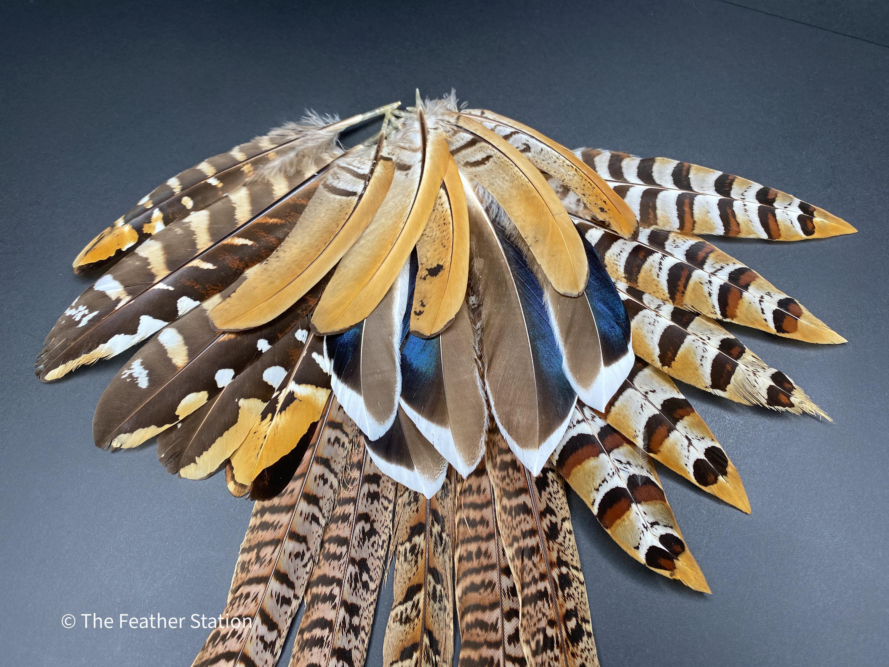 10 Mixed feather collection