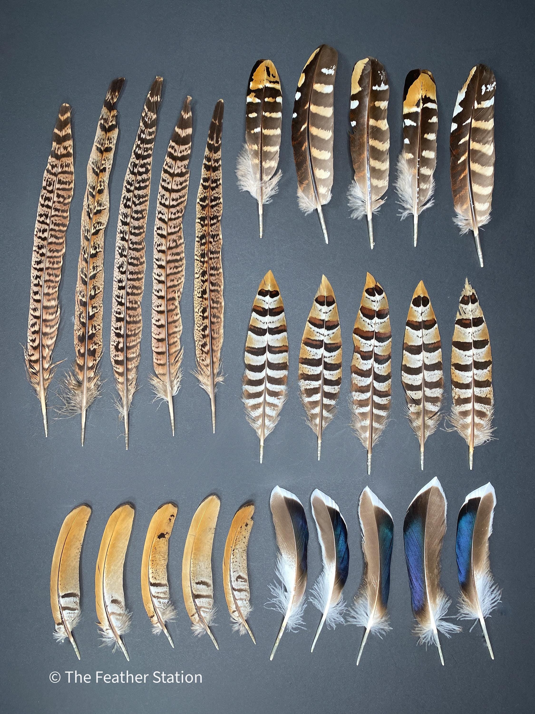 10 Mixed feather collection