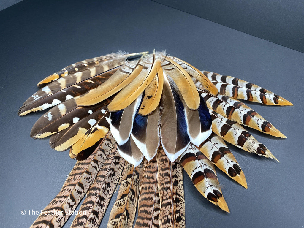 10 Mixed feather collection