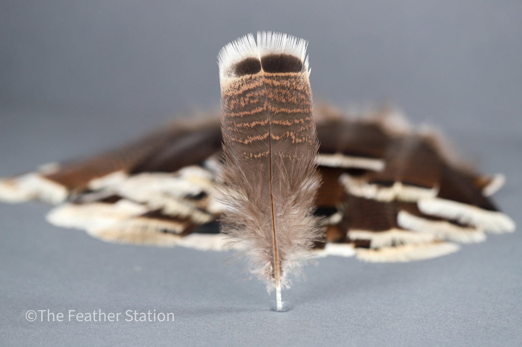 Large turkey tail feathers, smudge feathers, 13-18cm, 5-8 inch