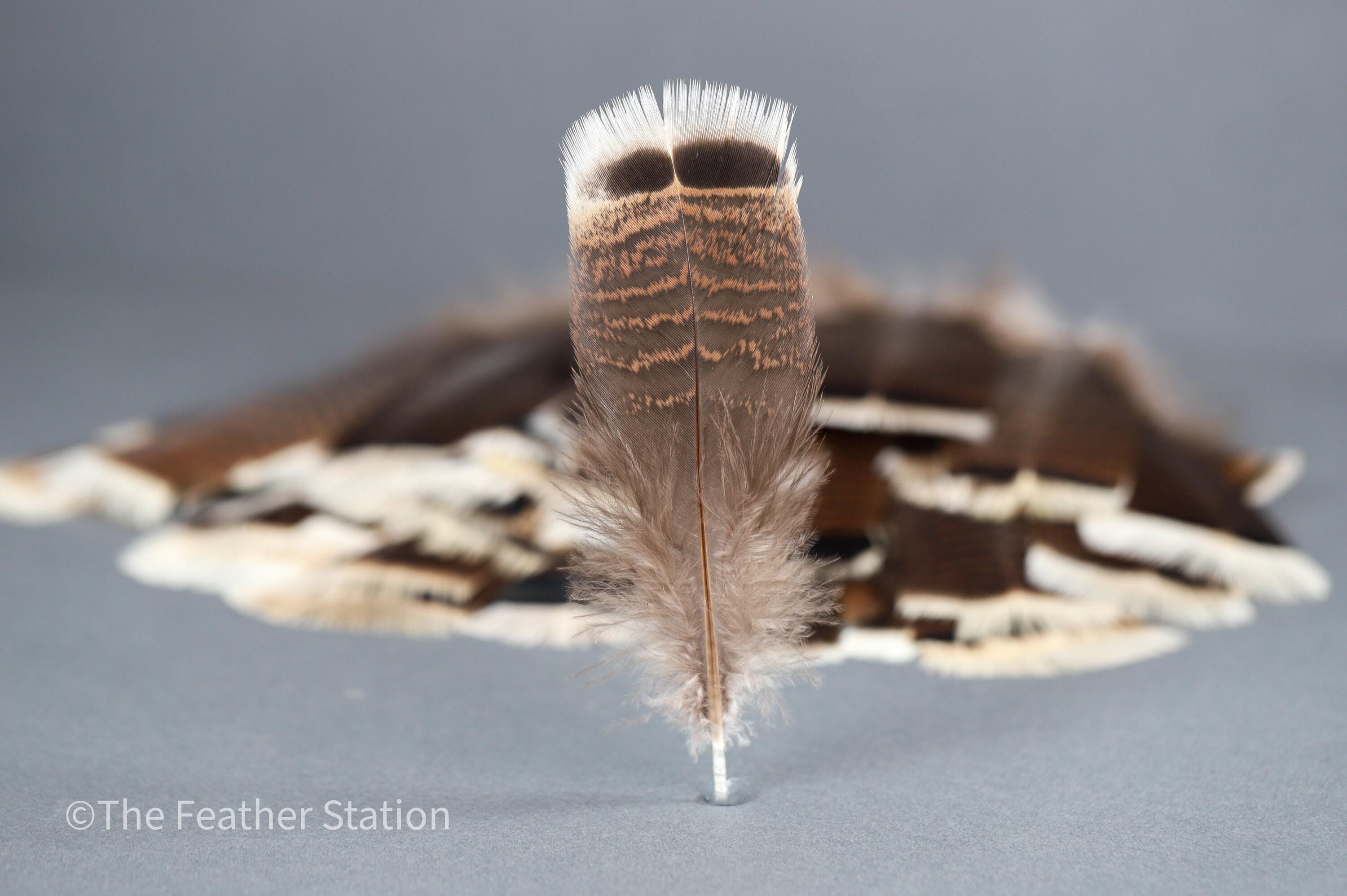 Large turkey tail feathers, smudge feathers, 13-18cm, 5-8 inch, home vase decor, dreamcatcher, headpiece, cosplay, diy crafters art supplies