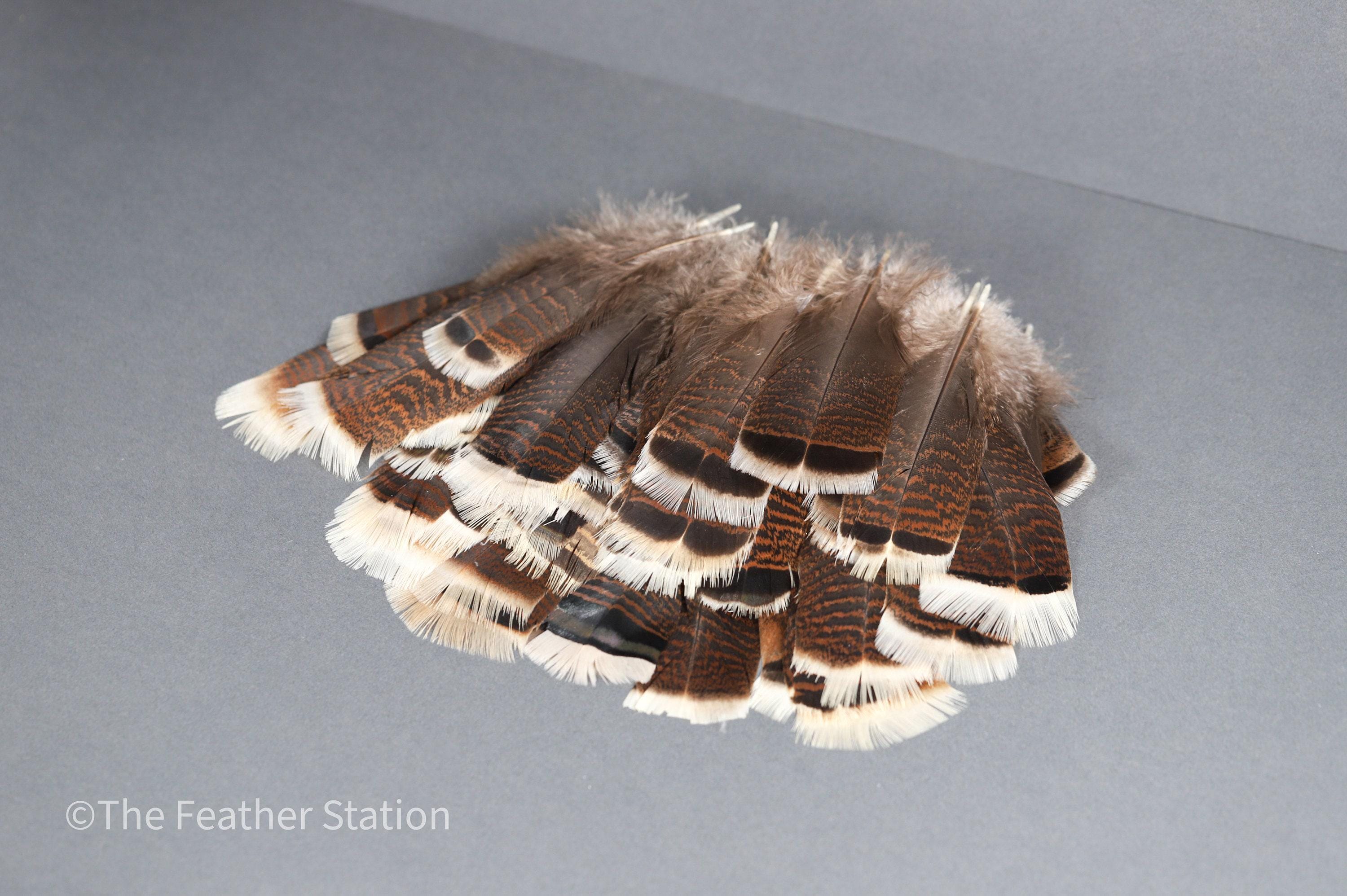 Large turkey tail feathers, smudge feathers, 13-18cm, 5-8 inch, home vase decor, dreamcatcher, headpiece, cosplay, diy crafters art supplies