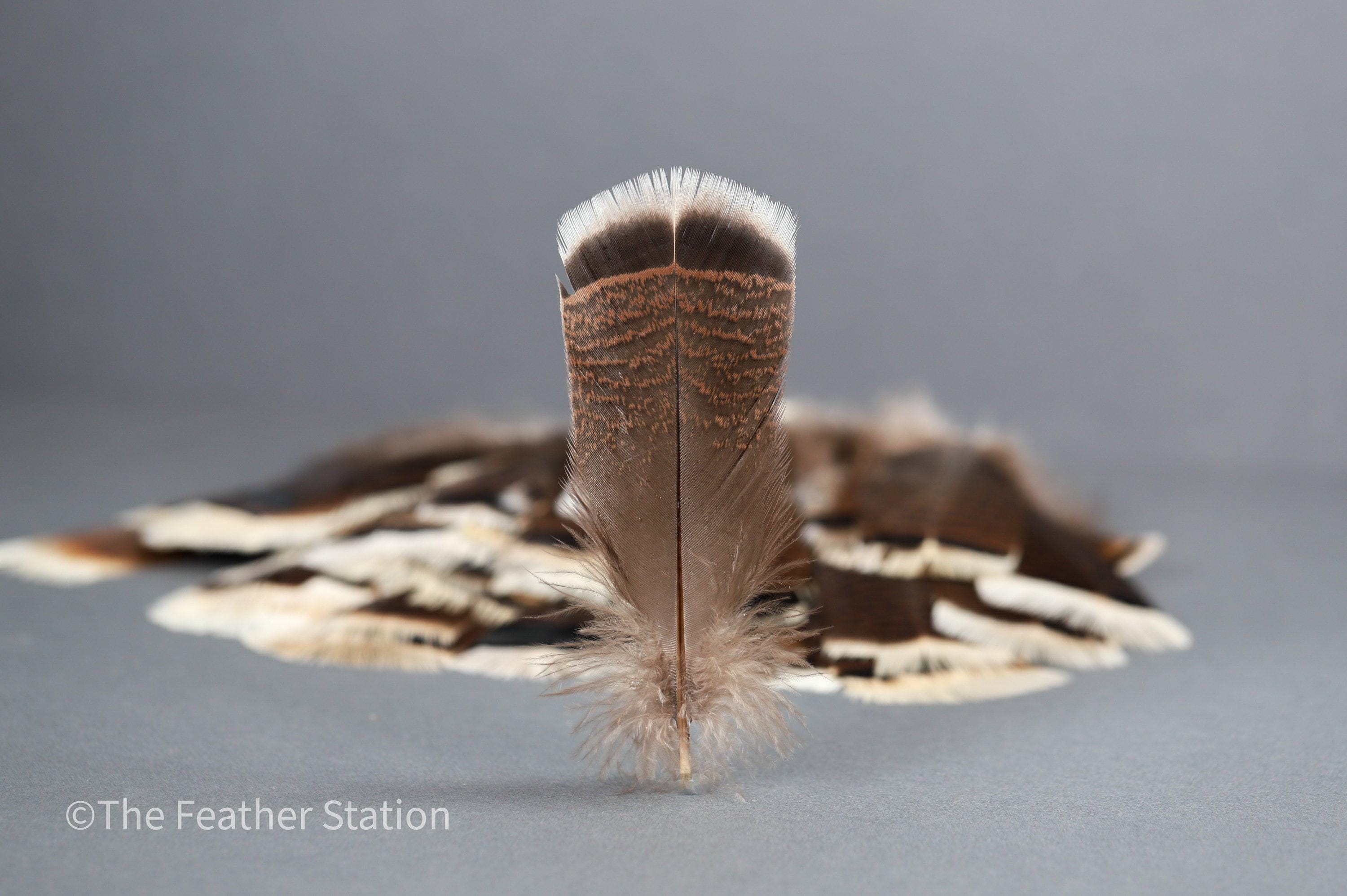 Large turkey tail feathers, smudge feathers, 13-18cm, 5-8 inch