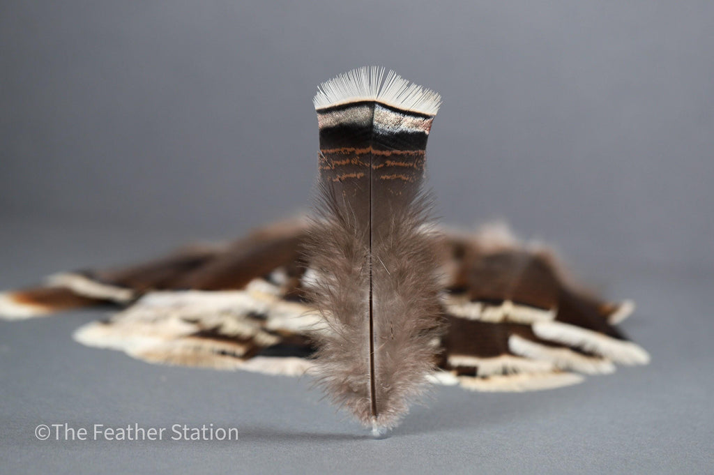 Large turkey tail feathers, smudge feathers, 13-18cm, 5-8 inch