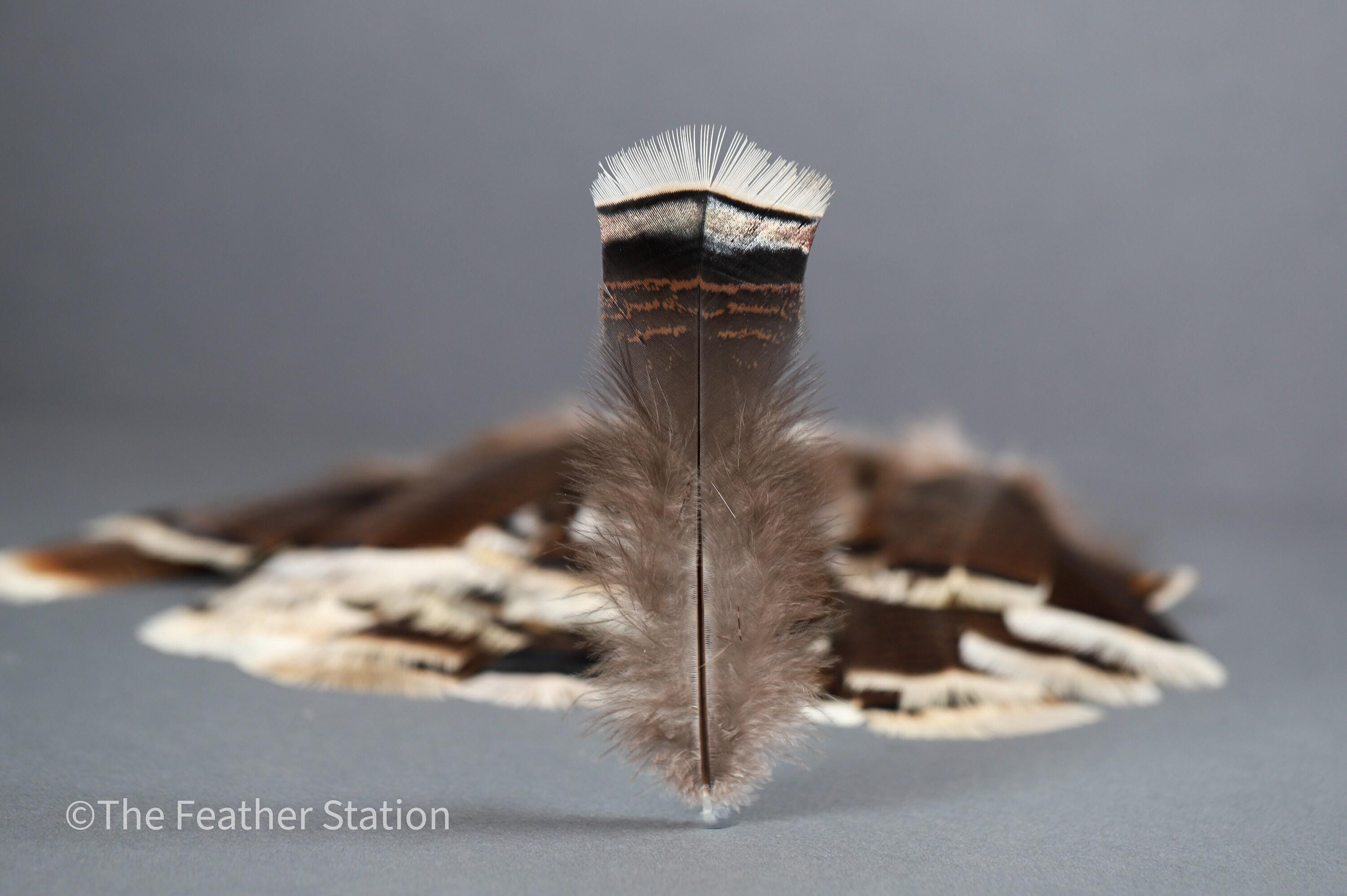 Large turkey tail feathers, smudge feathers, 13-18cm, 5-8 inch