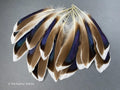 Blue and grey iridescent mallard duck feathers, 20-30 cm, 8-12 inch, home decor, dreamcatcher, long teal headpiece, cosplay