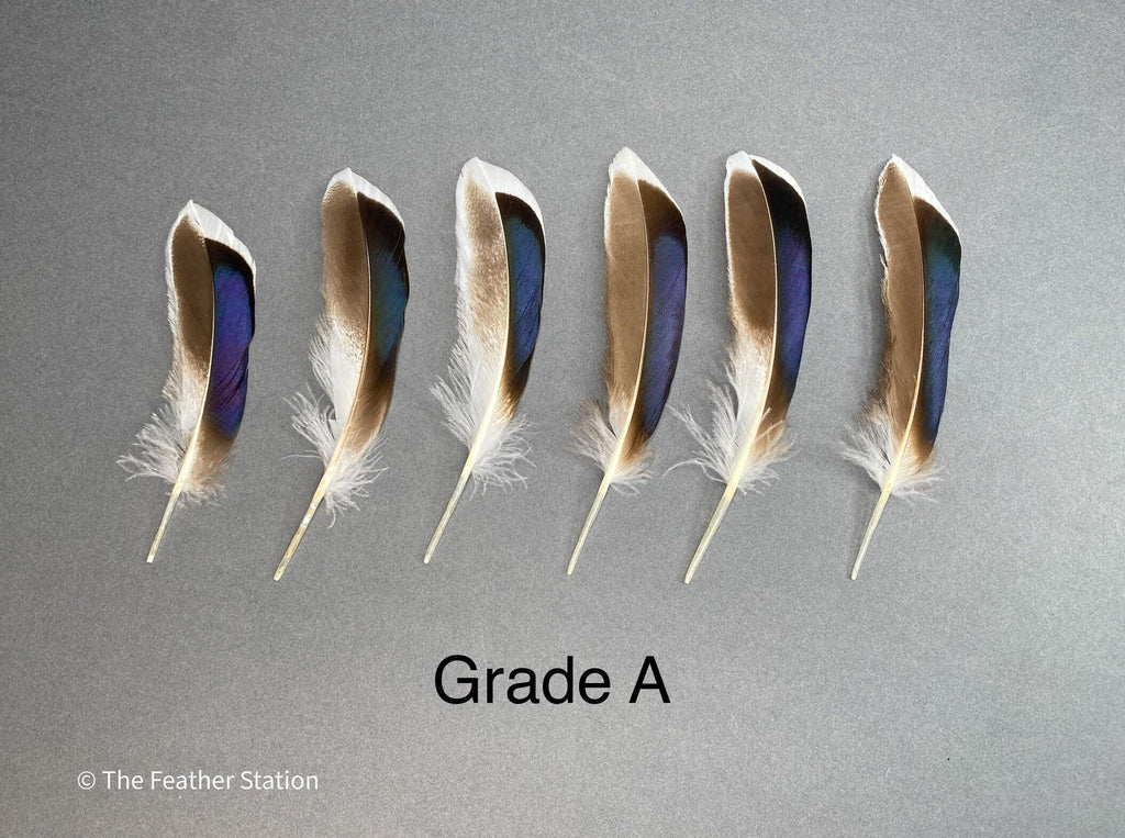 Blue and grey iridescent mallard duck feathers, 20-30 cm, 8-12 inch, home decor, dreamcatcher, long teal headpiece, cosplay