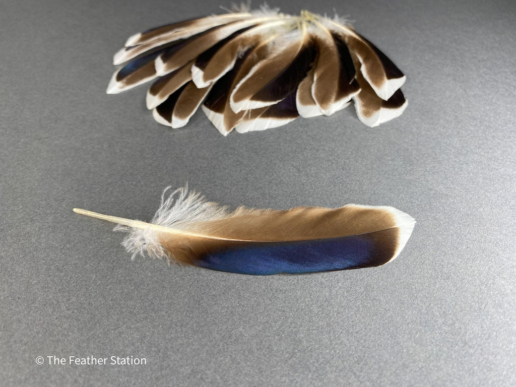 Blue and grey iridescent mallard duck feathers, 20-30 cm, 8-12 inch, home decor, dreamcatcher, long teal headpiece, cosplay