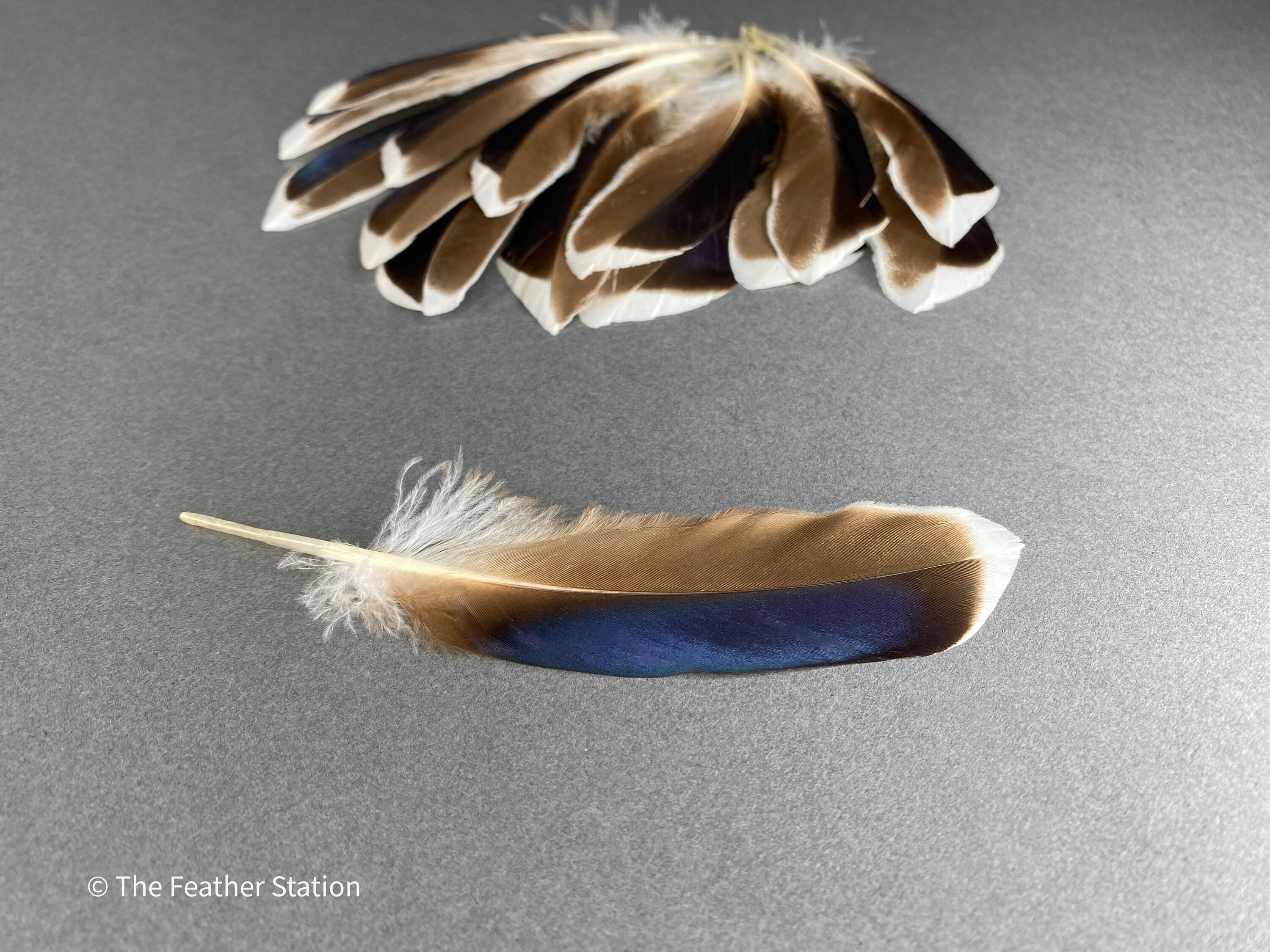 Blue and grey iridescent mallard duck feathers, 20-30 cm, 8-12 inch, home decor, dreamcatcher, long teal headpiece, cosplay