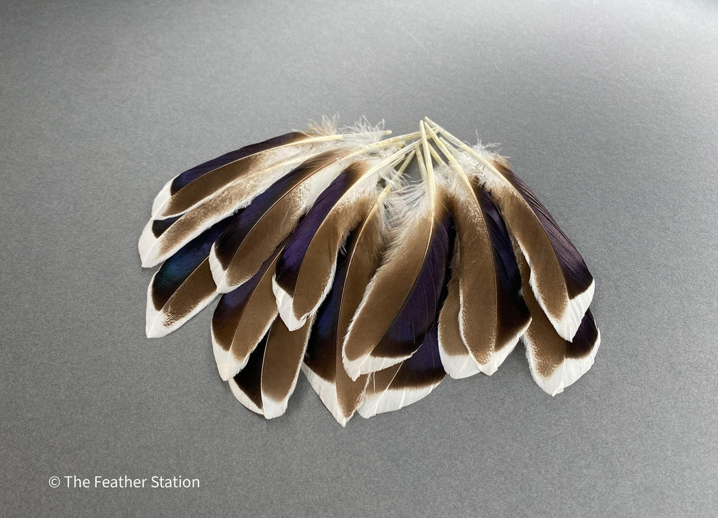 Blue and grey iridescent mallard duck feathers, 20-30 cm, 8-12 inch, home decor, dreamcatcher, long teal headpiece, cosplay