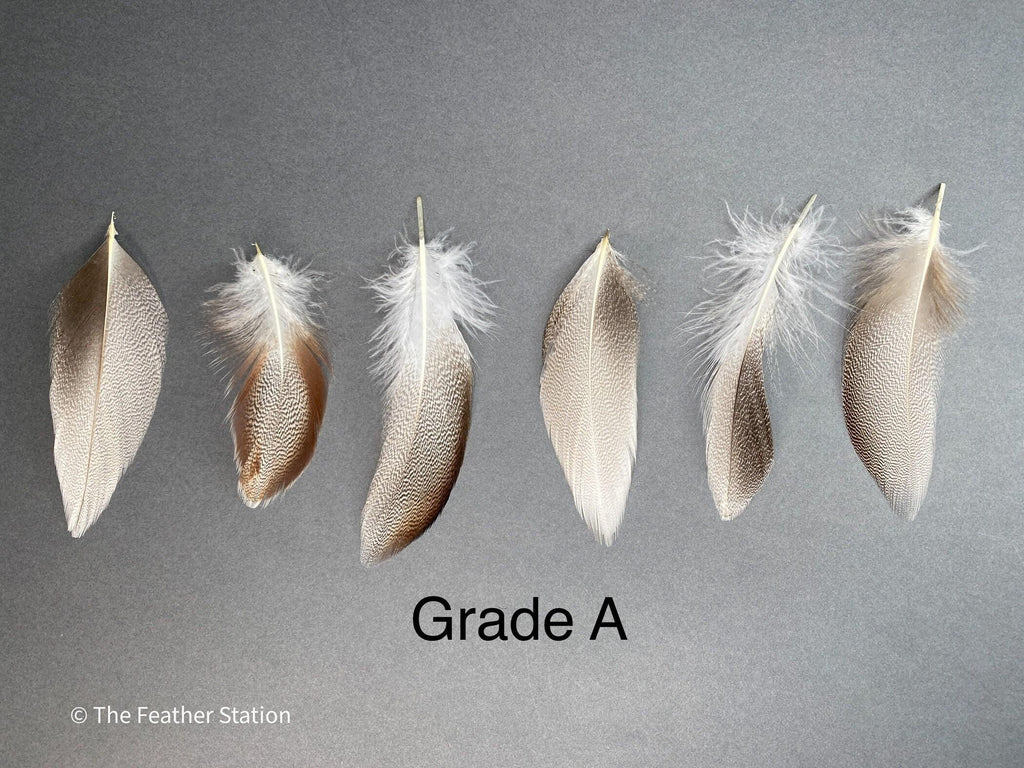 Brown mallard duck speckled flank feather, 4-8 CM cm, 2-3 inch