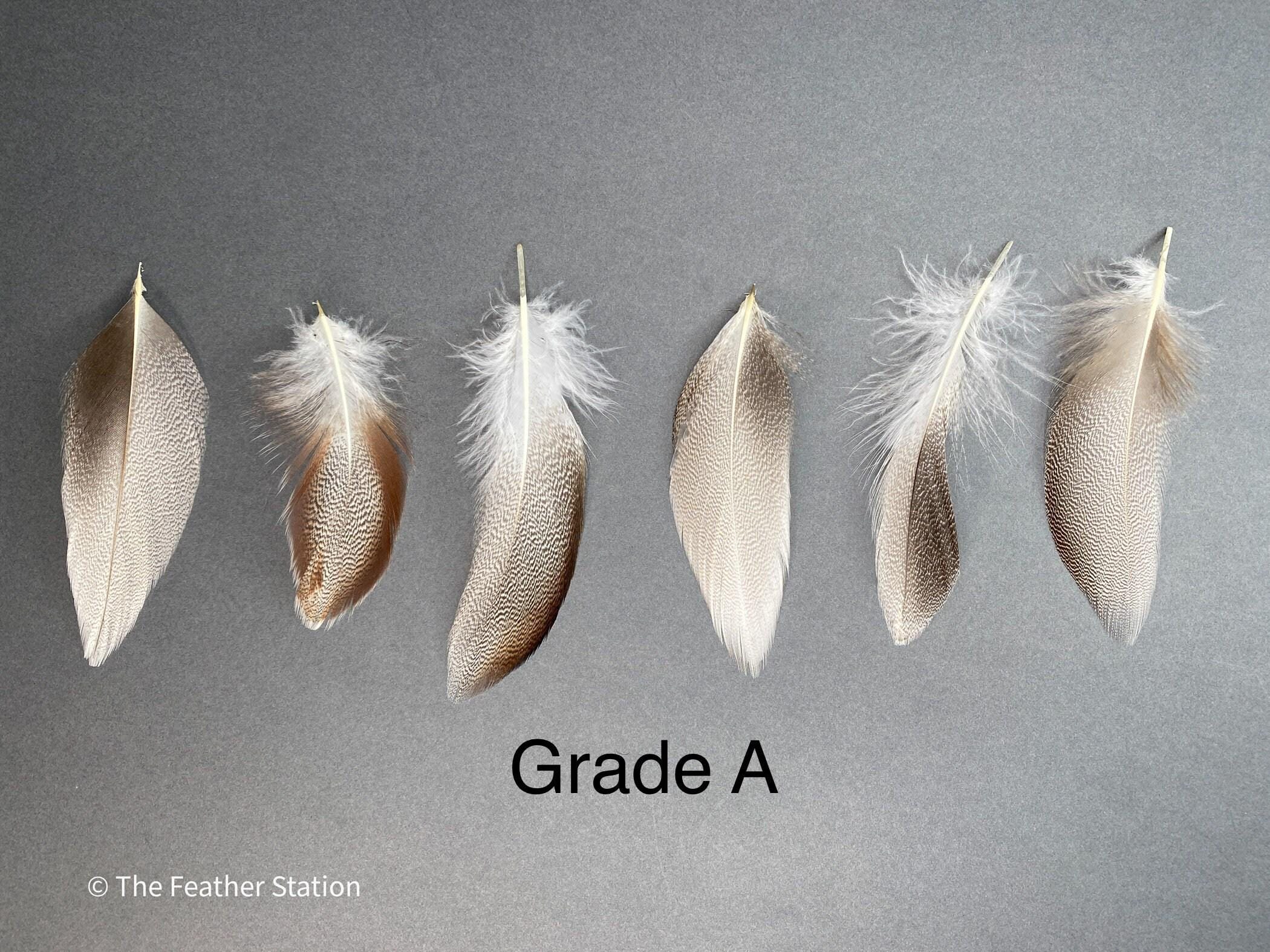 Brown mallard duck speckled flank feather, 4-8 CM cm, 2-3 inch