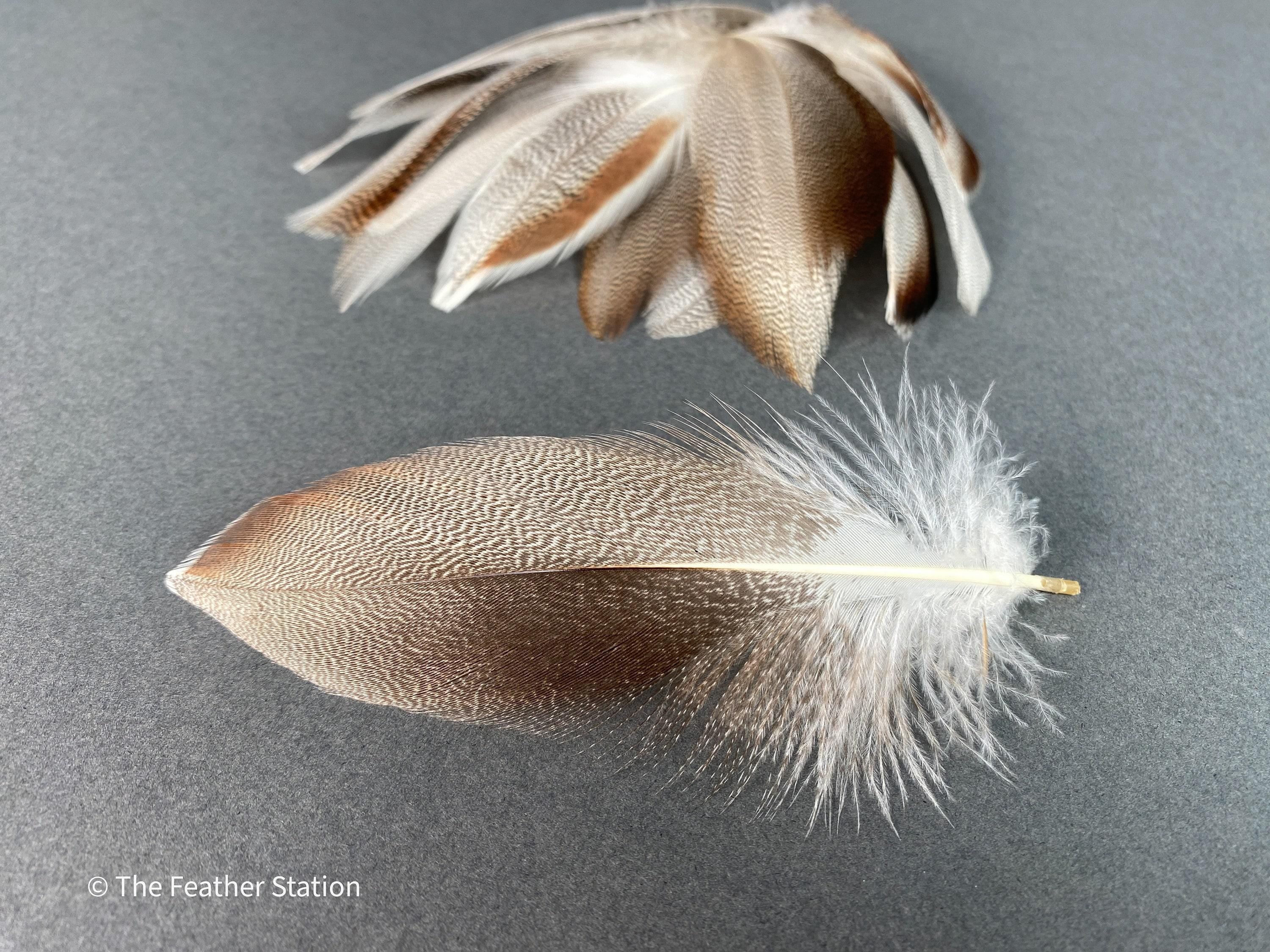 Brown mallard duck speckled flank feather, 4-8 CM cm, 2-3 inch