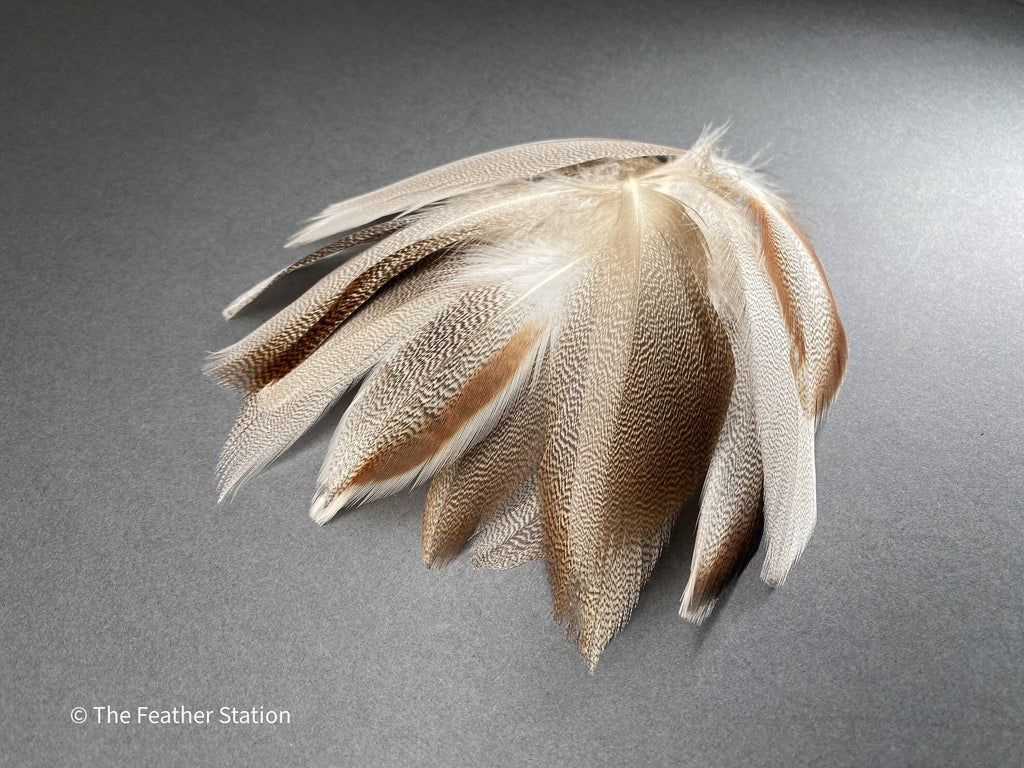 Brown mallard duck speckled flank feather, 4-8 CM cm, 2-3 inch