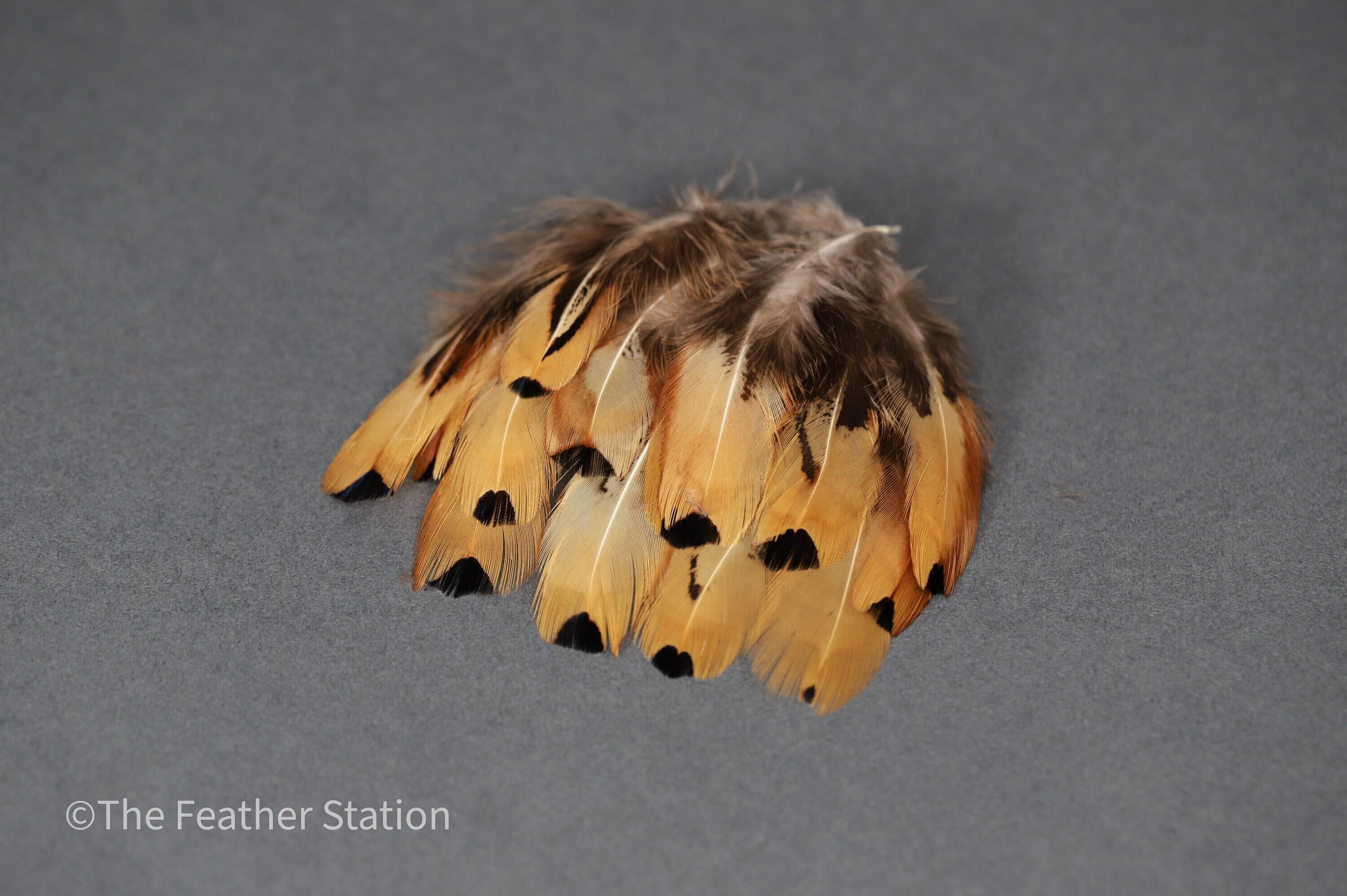Golden brown pheasant reeves feathers, 3-7 cm, 1-3"