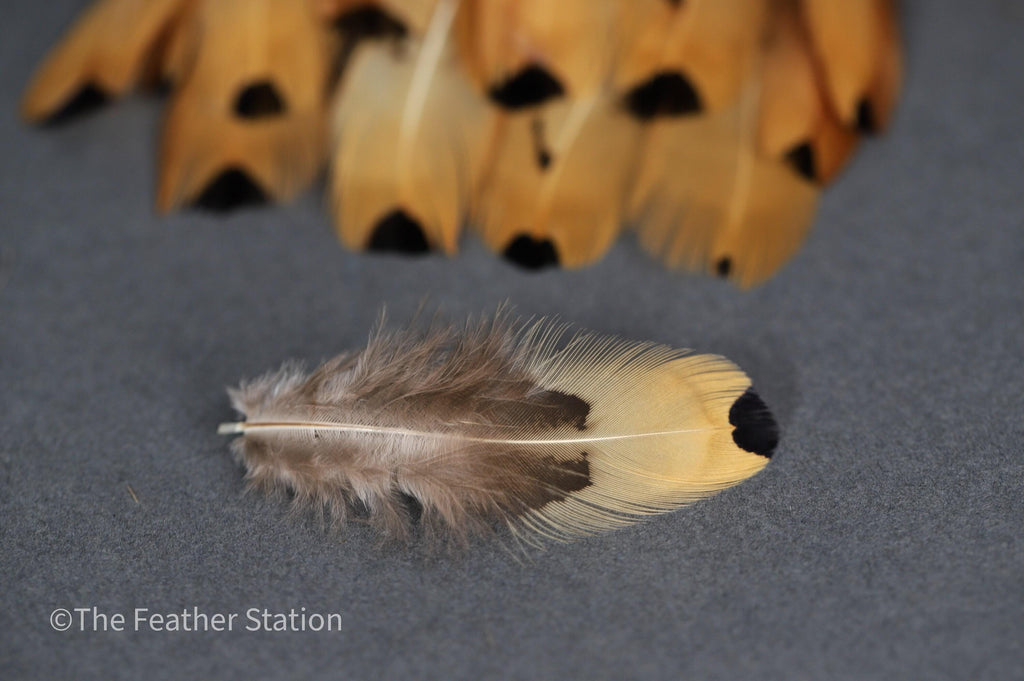 Golden brown pheasant reeves feathers, 3-7 cm, 1-3"