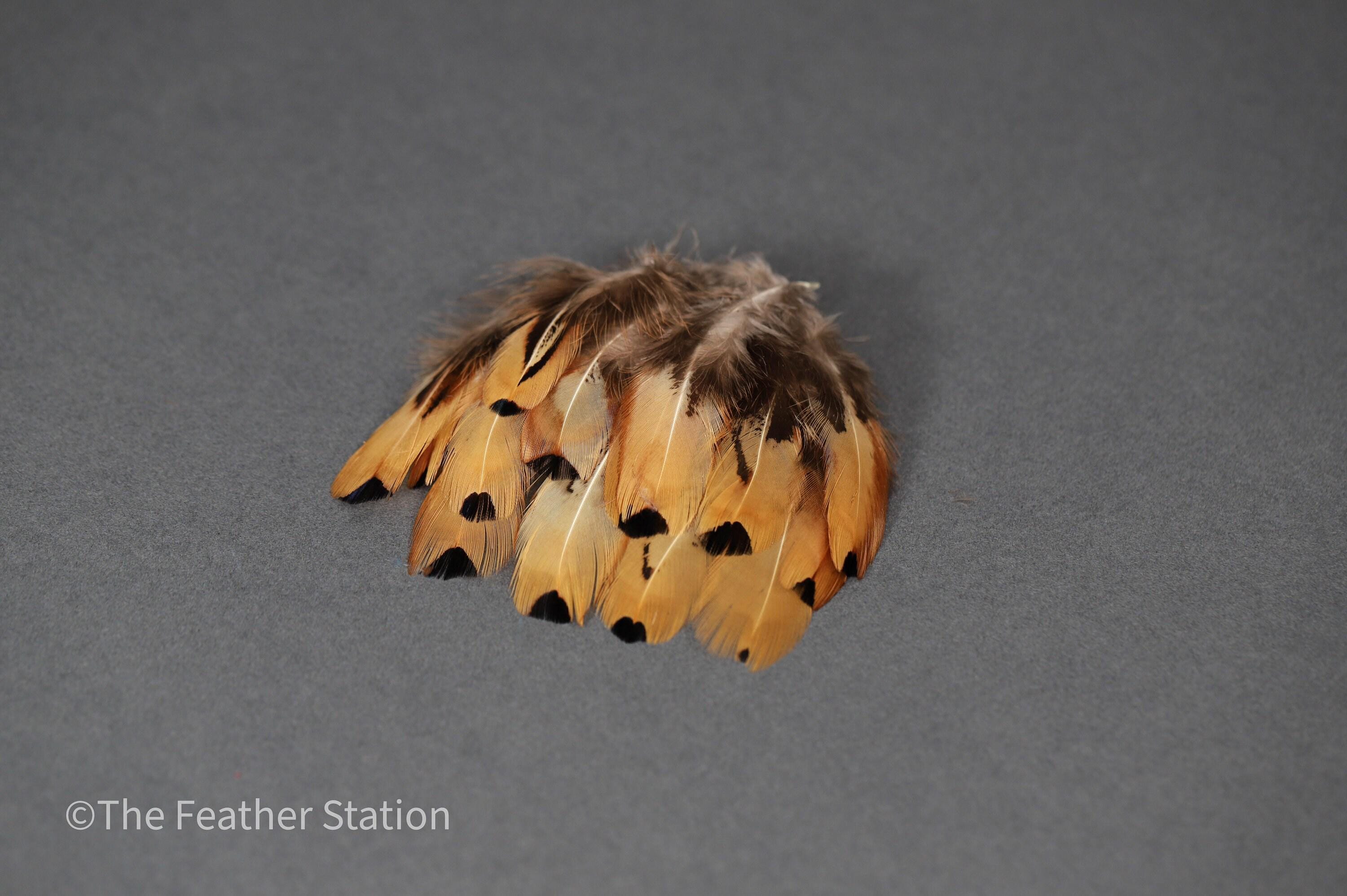 Golden brown pheasant reeves feathers, 3-7 cm, 1-3"