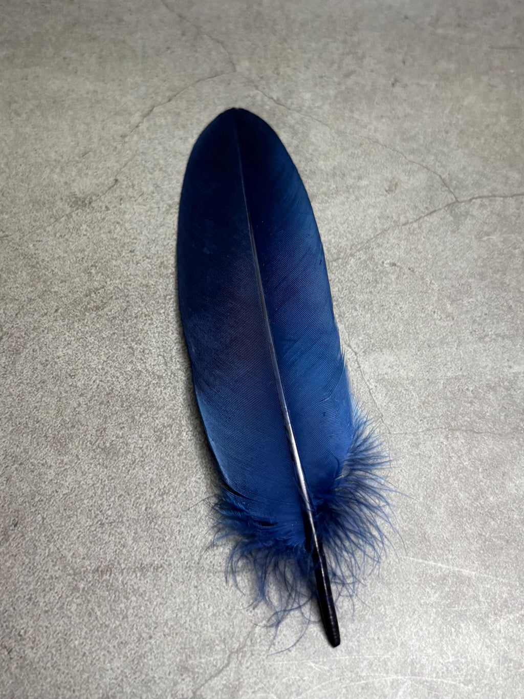 Grandes plumes bleues teintes véritables, 15-20 cm