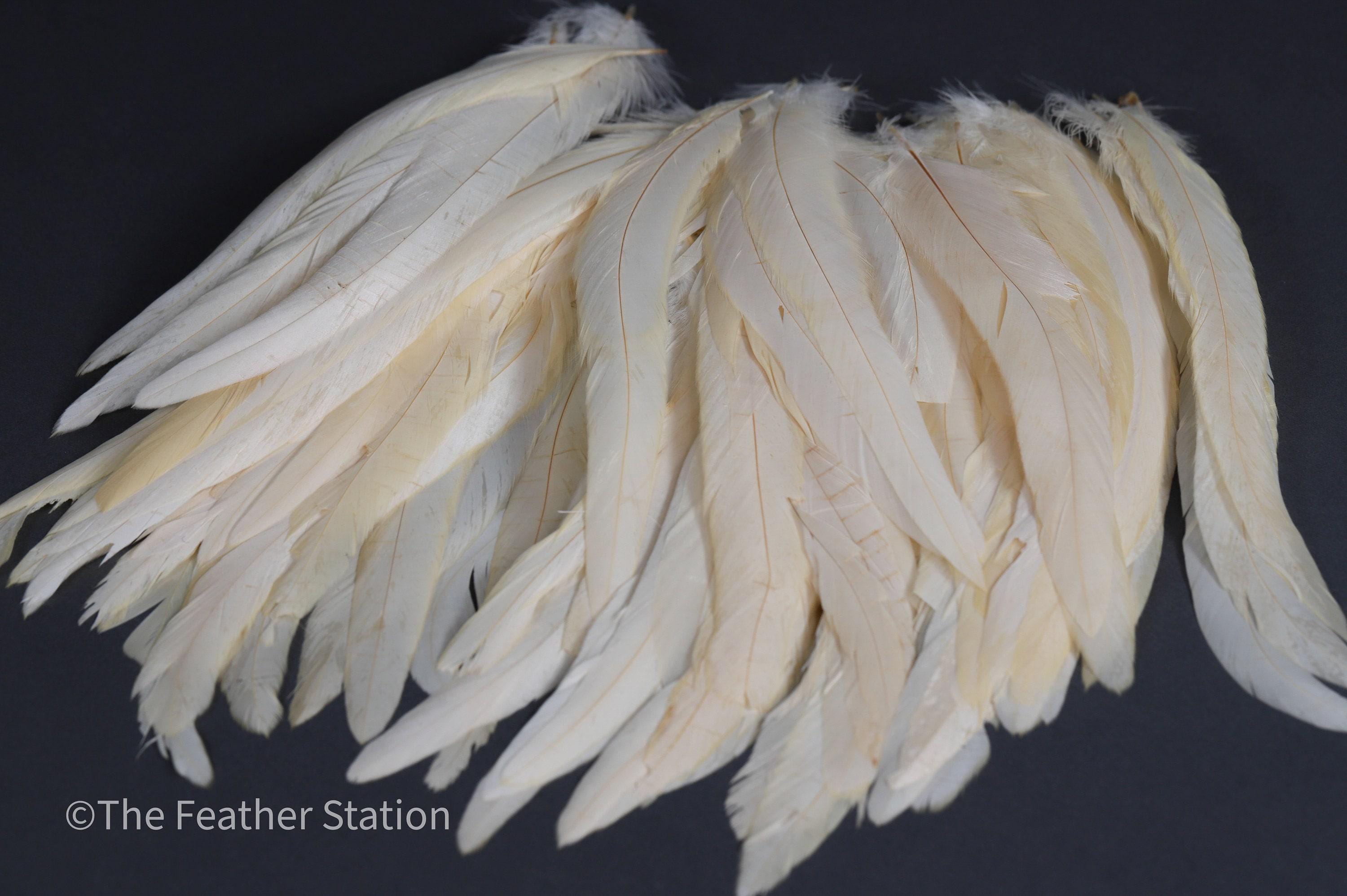 Long white rooster tail feathers, 20-30cm, 7-12"