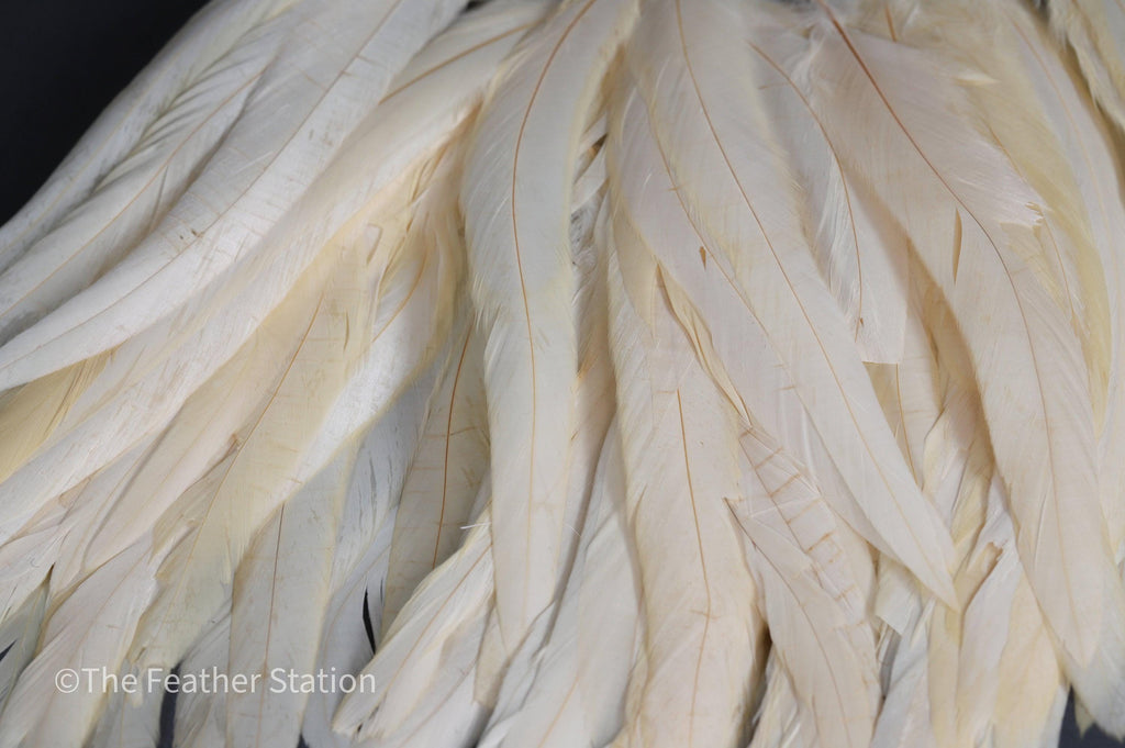 Long white rooster tail feathers, 20-30cm, 7-12"