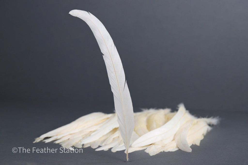 Long white rooster tail feathers, 20-30cm, 7-12"