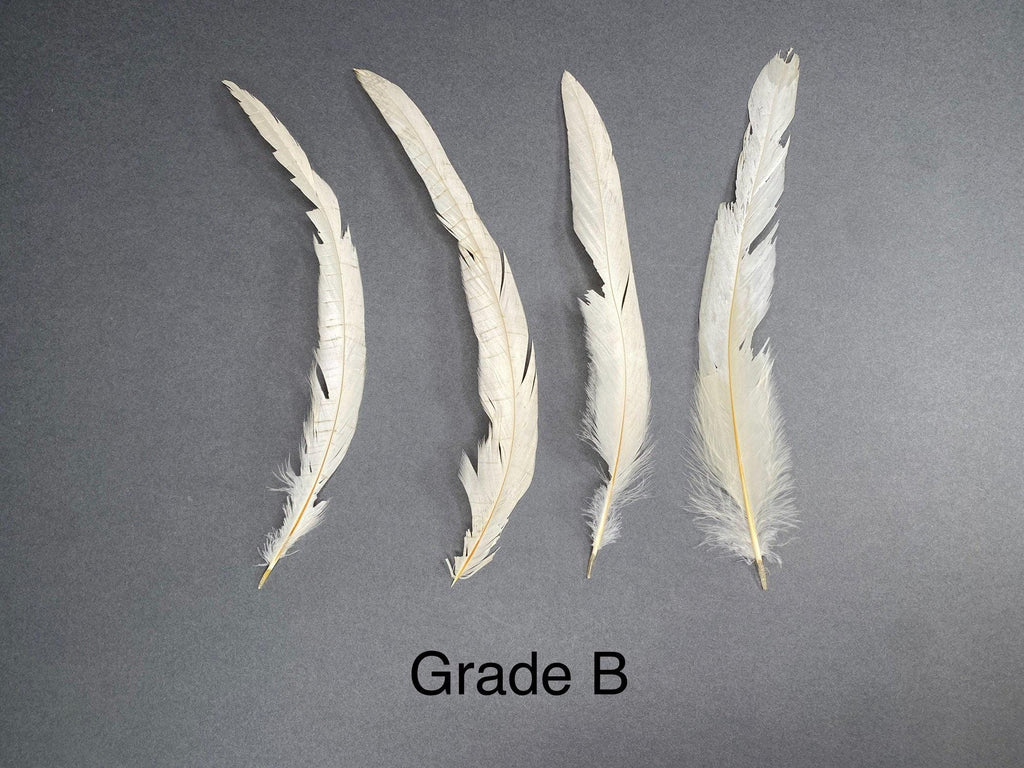 Long white rooster tail feathers, 20-30cm, 7-12"