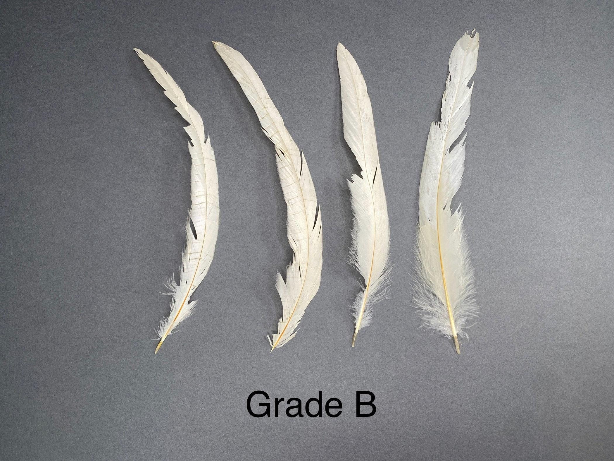Long white rooster tail feathers, 20-30cm, 7-12"
