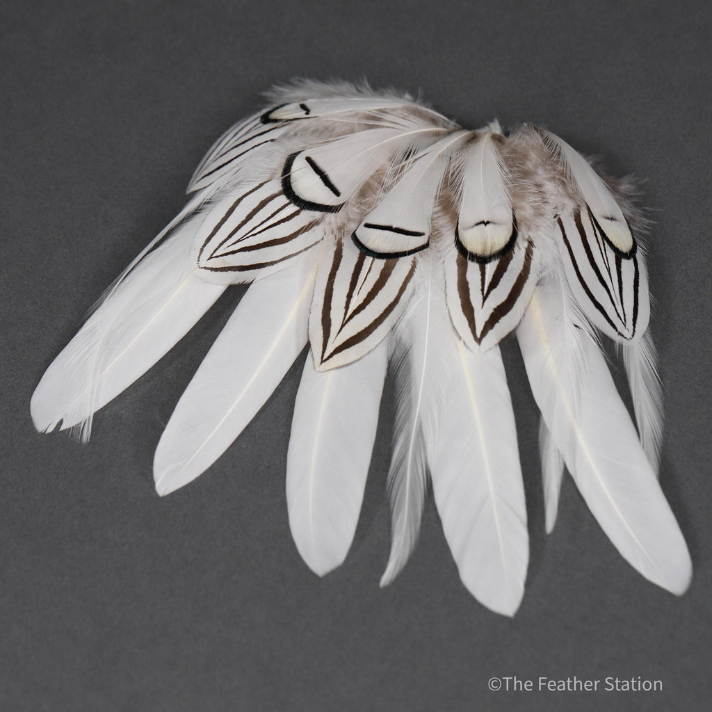 Mixed bag of white feathers, 20 small white feathers collection