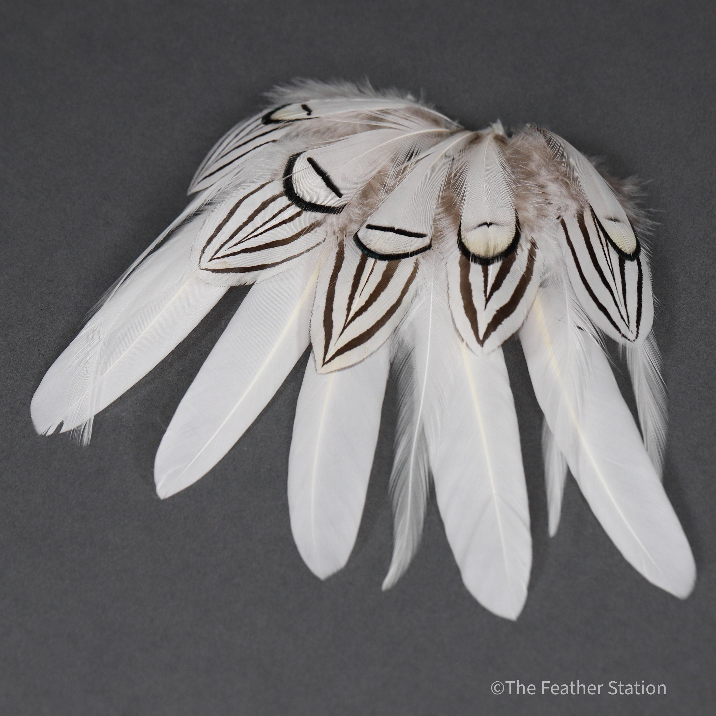 Mixed bag of white feathers, 20 small white feathers collection