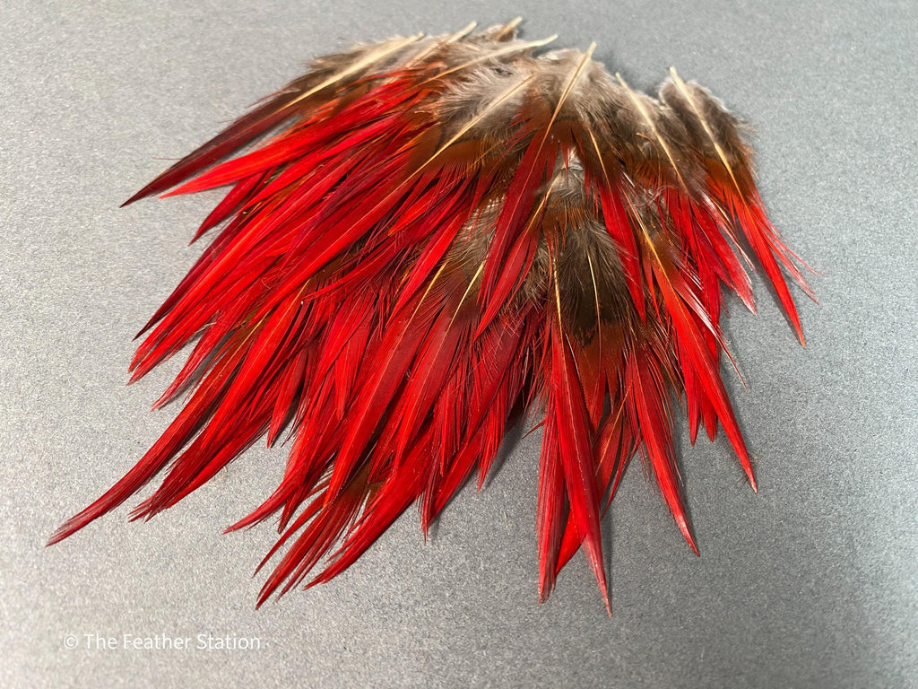 Plumes naturelles de faisan épée rouges, 2-3", 5-8cm