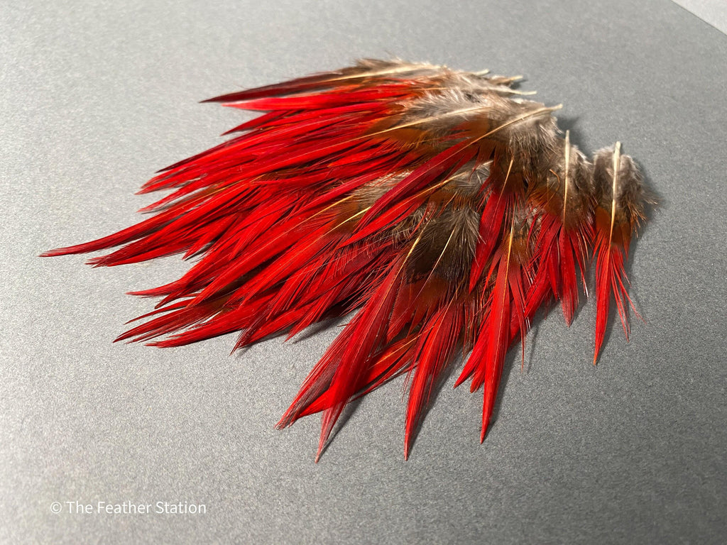 Plumes naturelles de faisan épée rouges, 2-3", 5-8cm