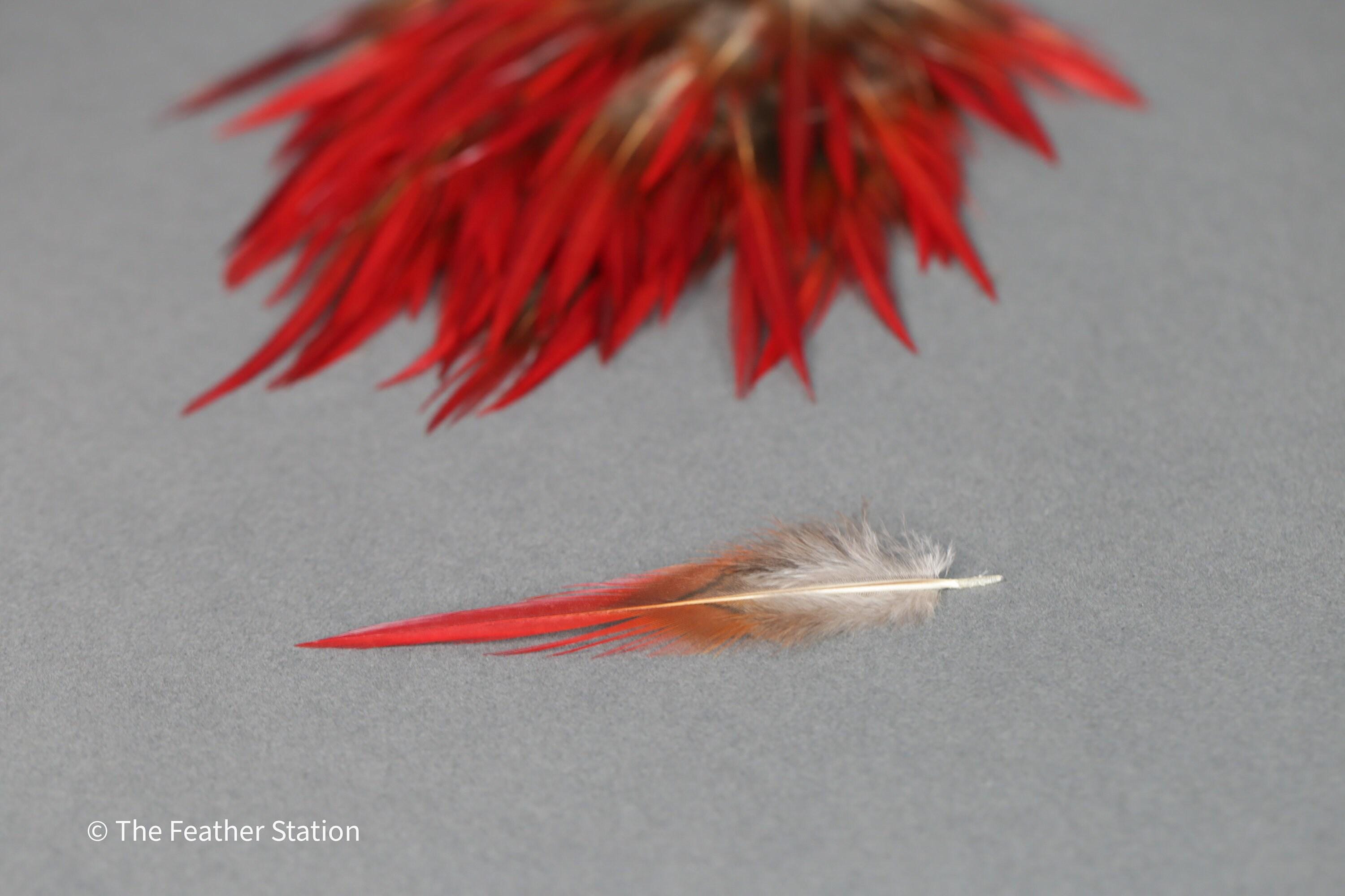 Plumes naturelles de faisan épée rouges, 2-3", 5-8cm
