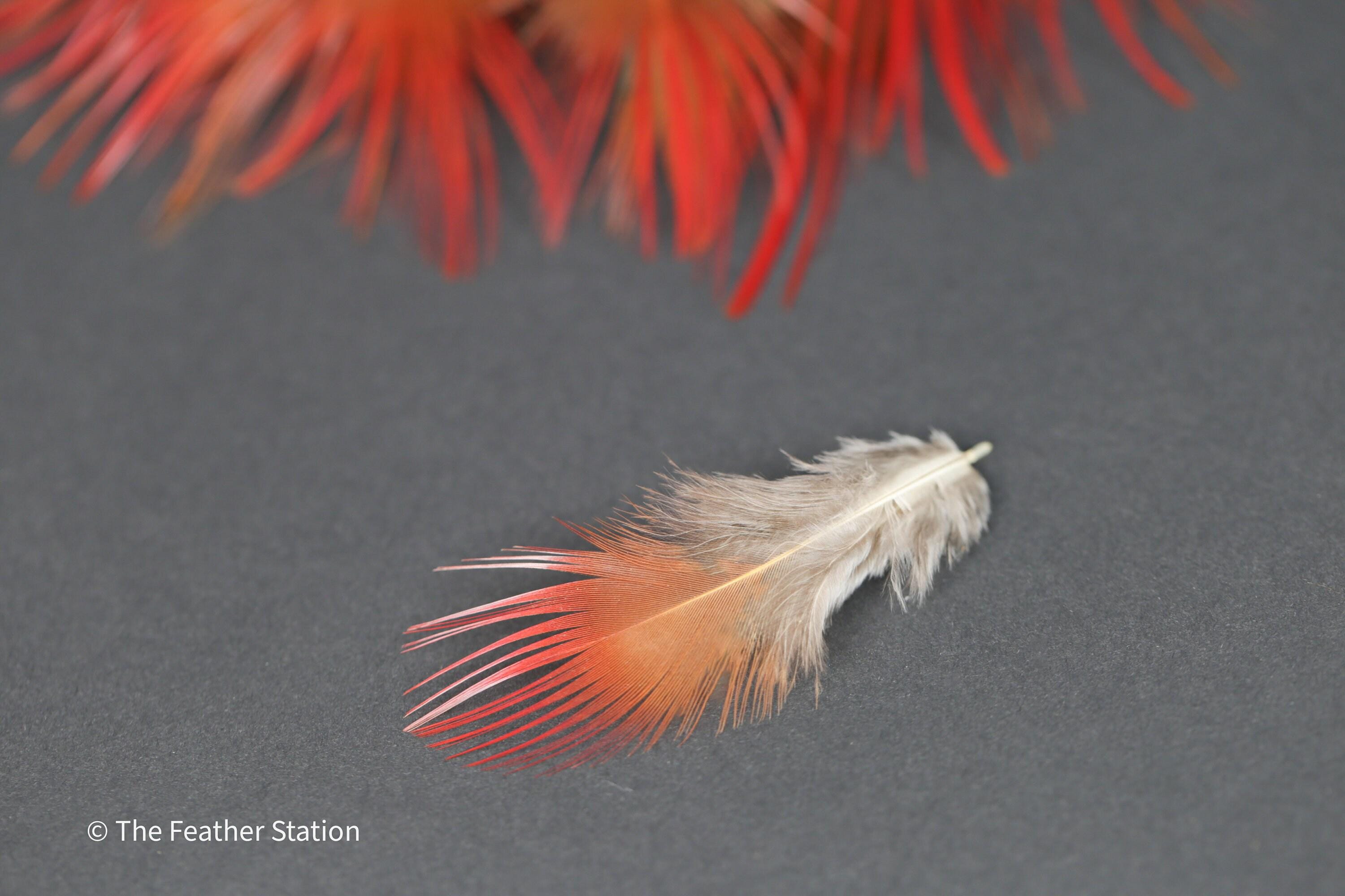 Bright red orange tip pheasant feathers, 3-7cm, 1-3"