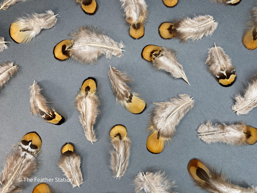 Golden brown pheasant reeves feathers, 3-7cm, 1-3 inch