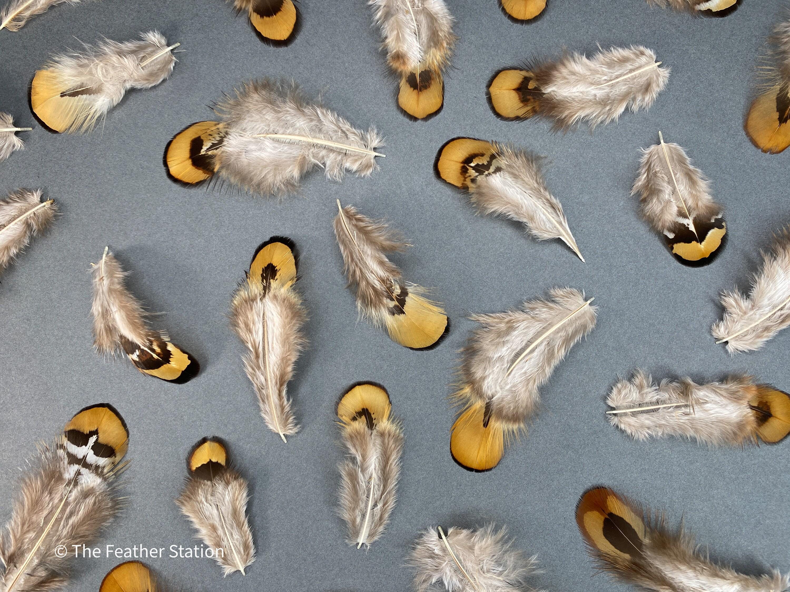 Golden brown pheasant reeves feathers, 3-7cm, 1-3 inch