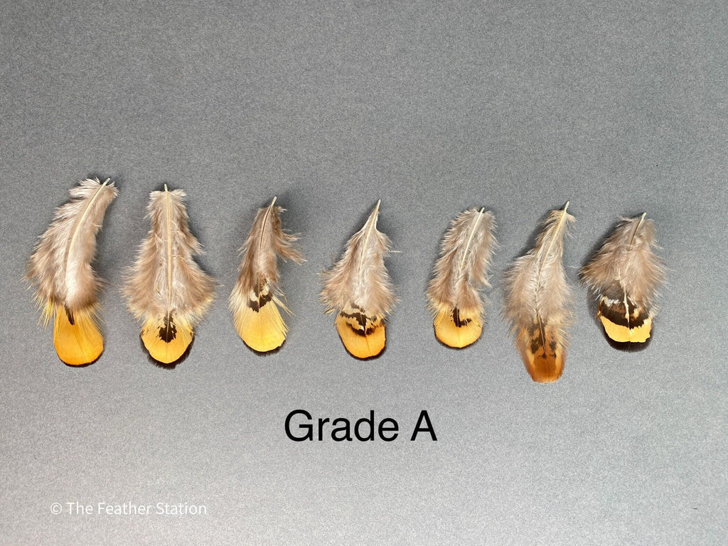 Golden brown pheasant reeves feathers, 3-7cm, 1-3 inch