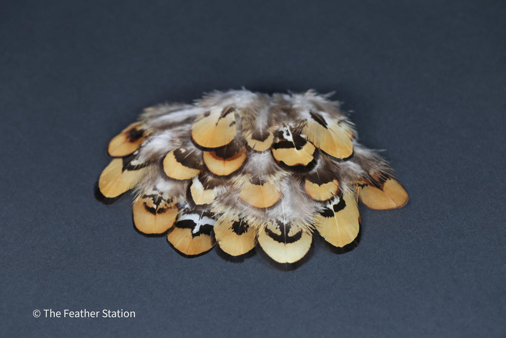 Golden brown pheasant reeves feathers, 3-7cm, 1-3 inch