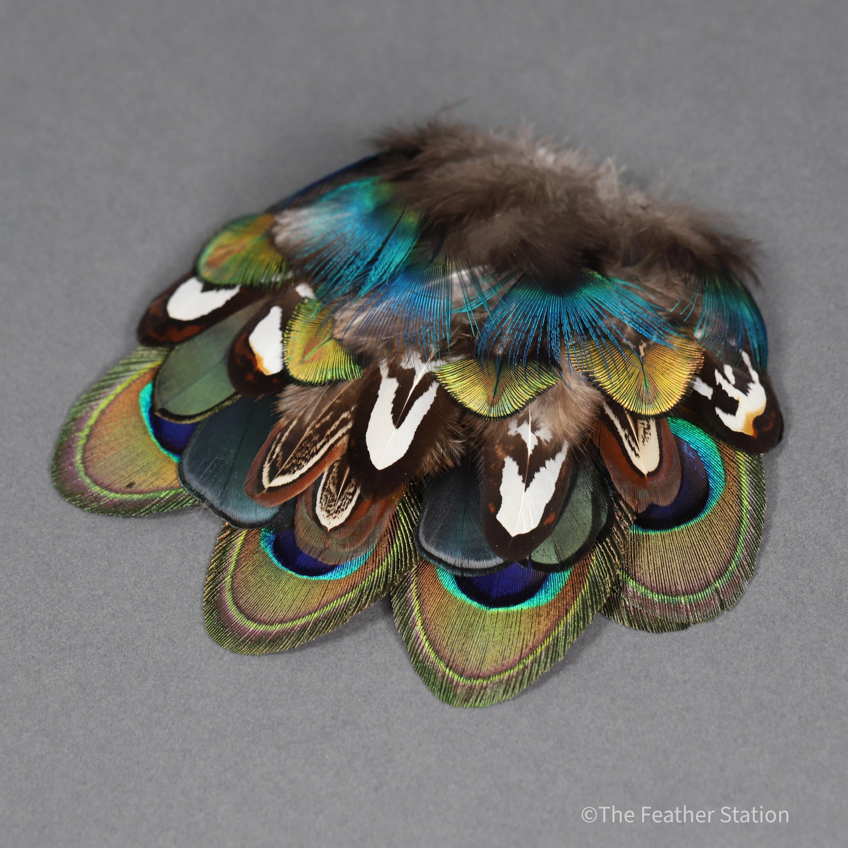 Mixed bag of feathers. 34 small lady amherst, pheasant & peacock collection, diy home decor, dream catcher, colourful iridescent feathers