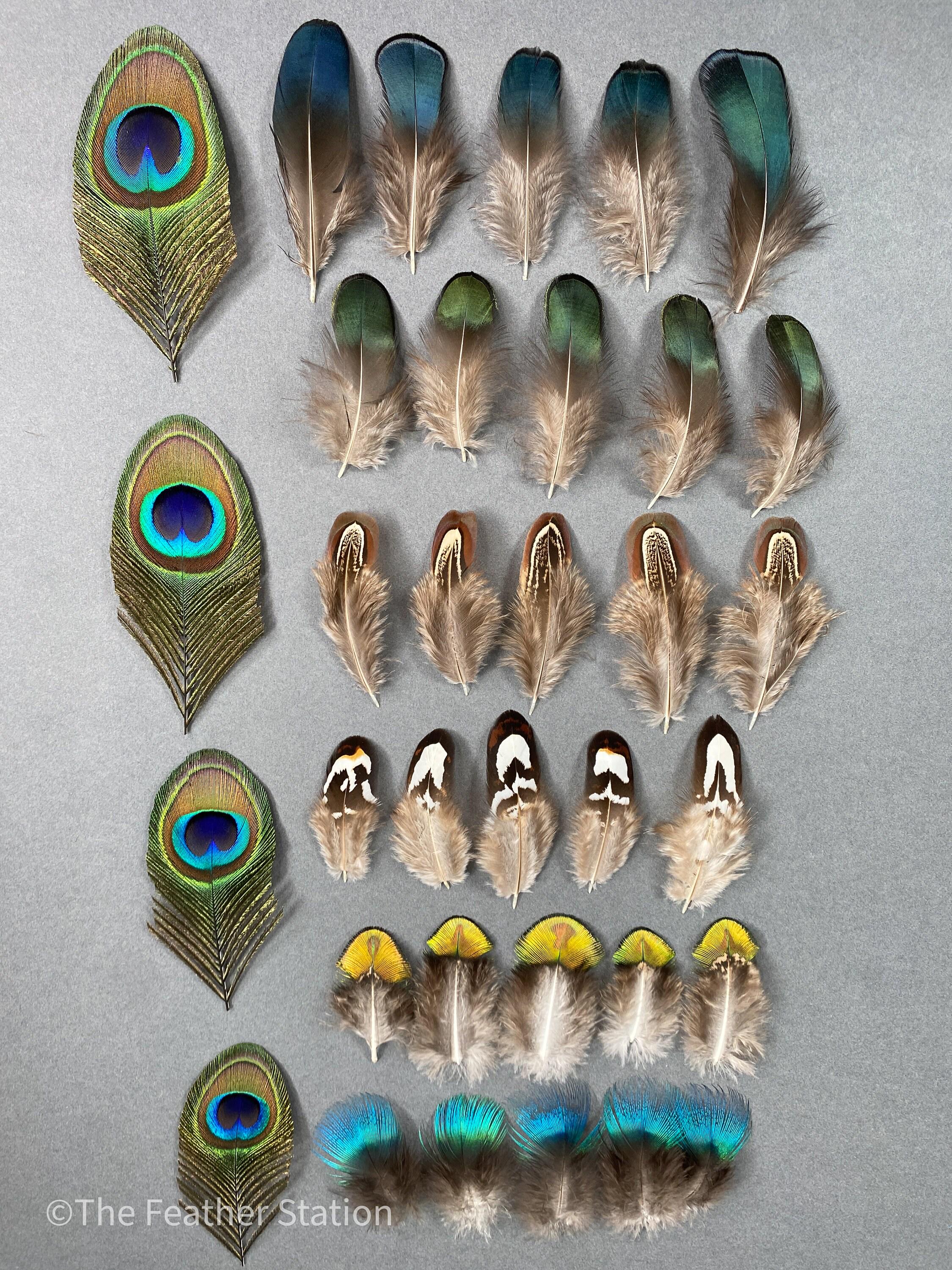 Mixed bag of feathers. 34 small lady amherst, pheasant & peacock collection, diy home decor, dream catcher, colourful iridescent feathers