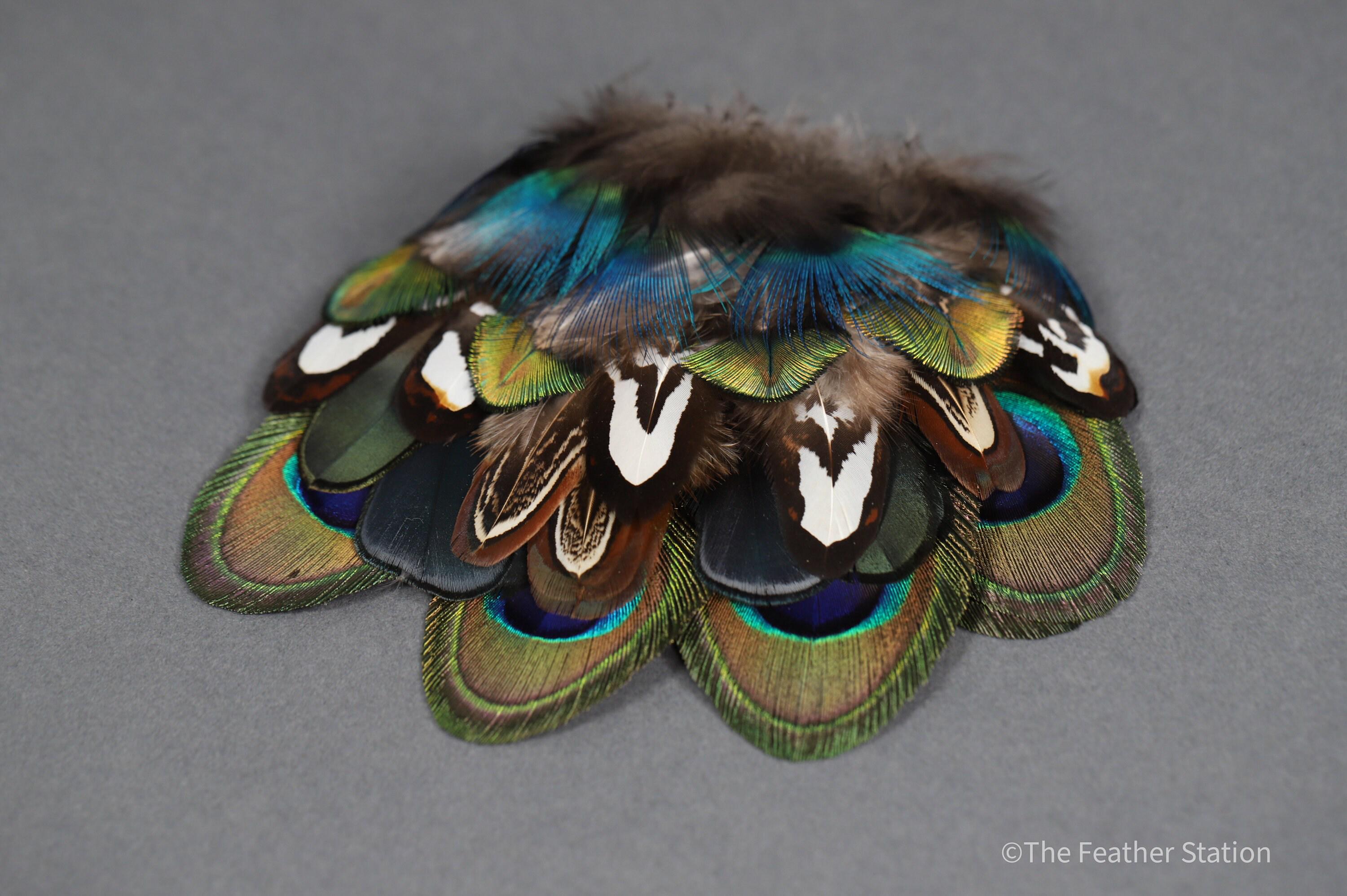 Mixed bag of feathers. 34 small lady amherst, pheasant & peacock collection, diy home decor, dream catcher, colourful iridescent feathers