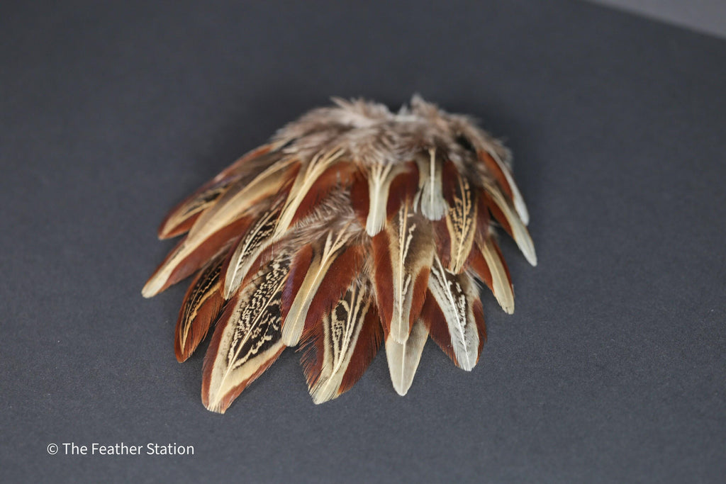 Natural almond ringneck plumage, 1-3 inches 3-8 cm