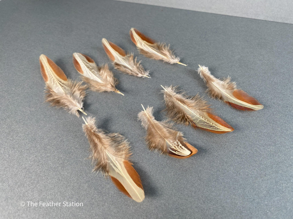 Natural almond ringneck plumage, 1-3 inches 3-8 cm