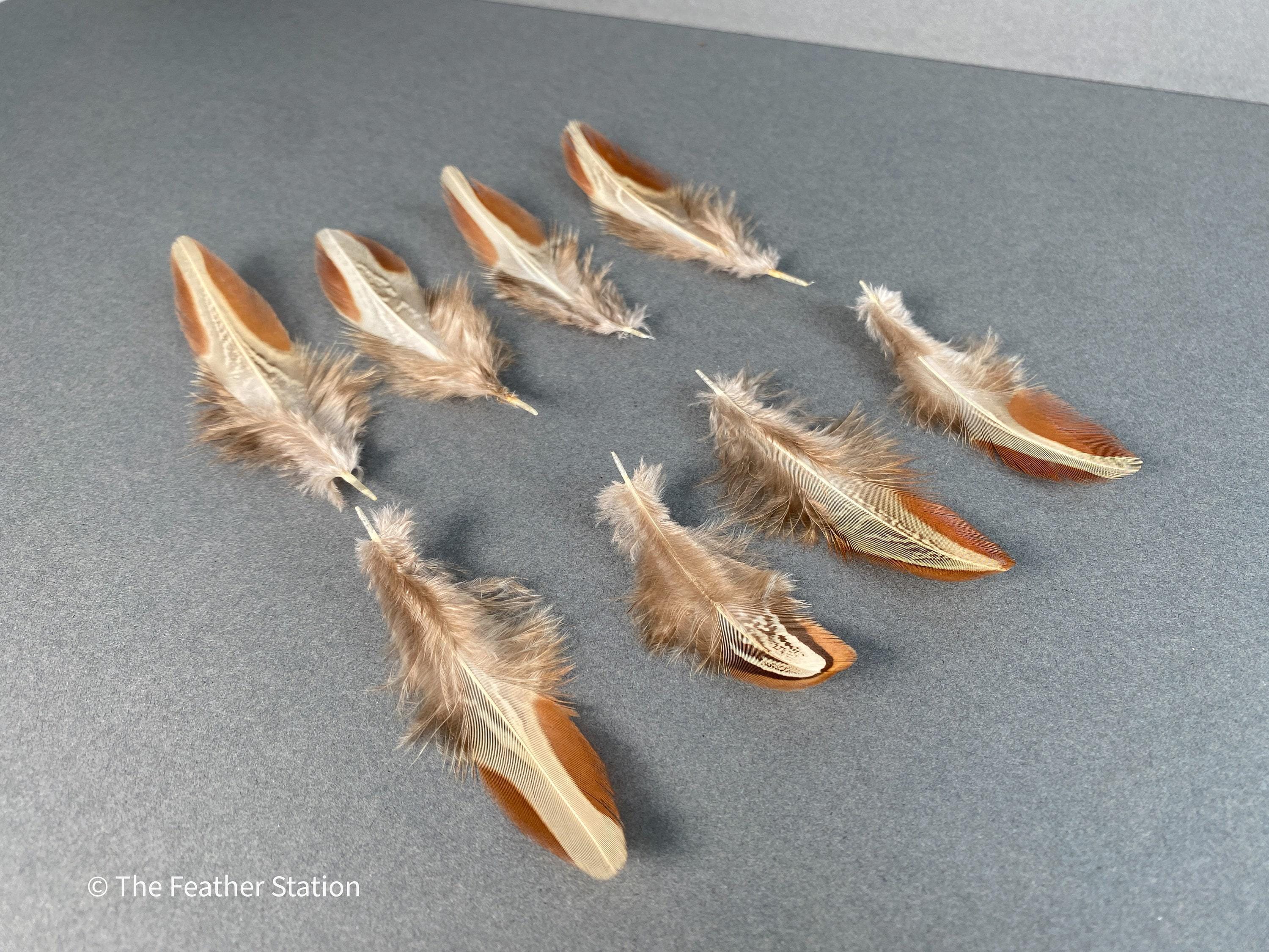 Natural almond ringneck plumage, 1-3 inches 3-8 cm