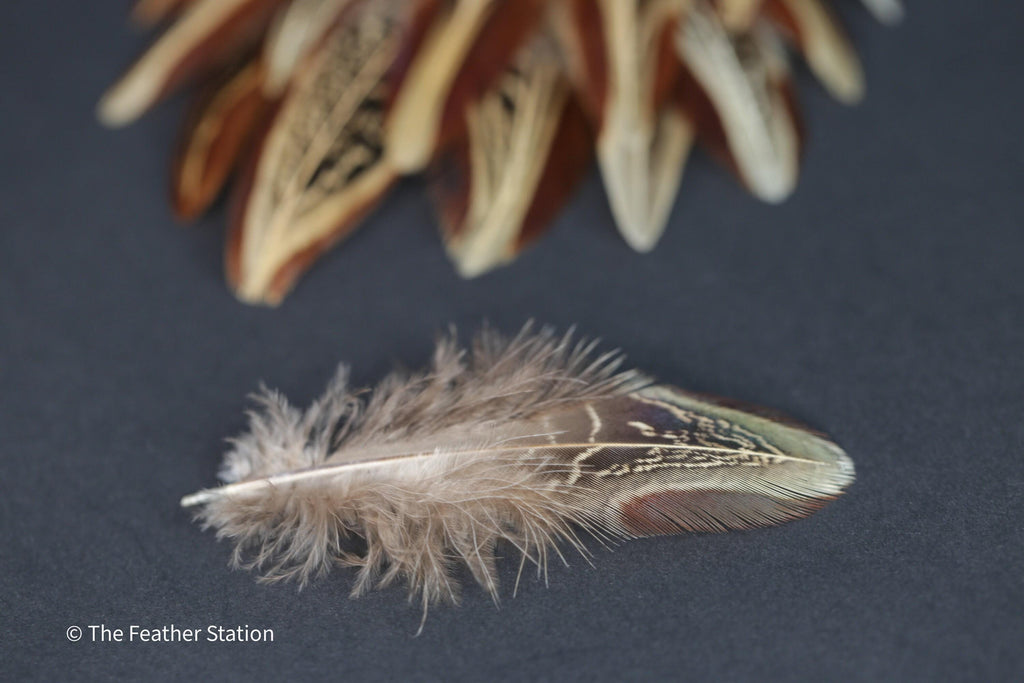 Natural almond ringneck plumage, 1-3 inches 3-8 cm