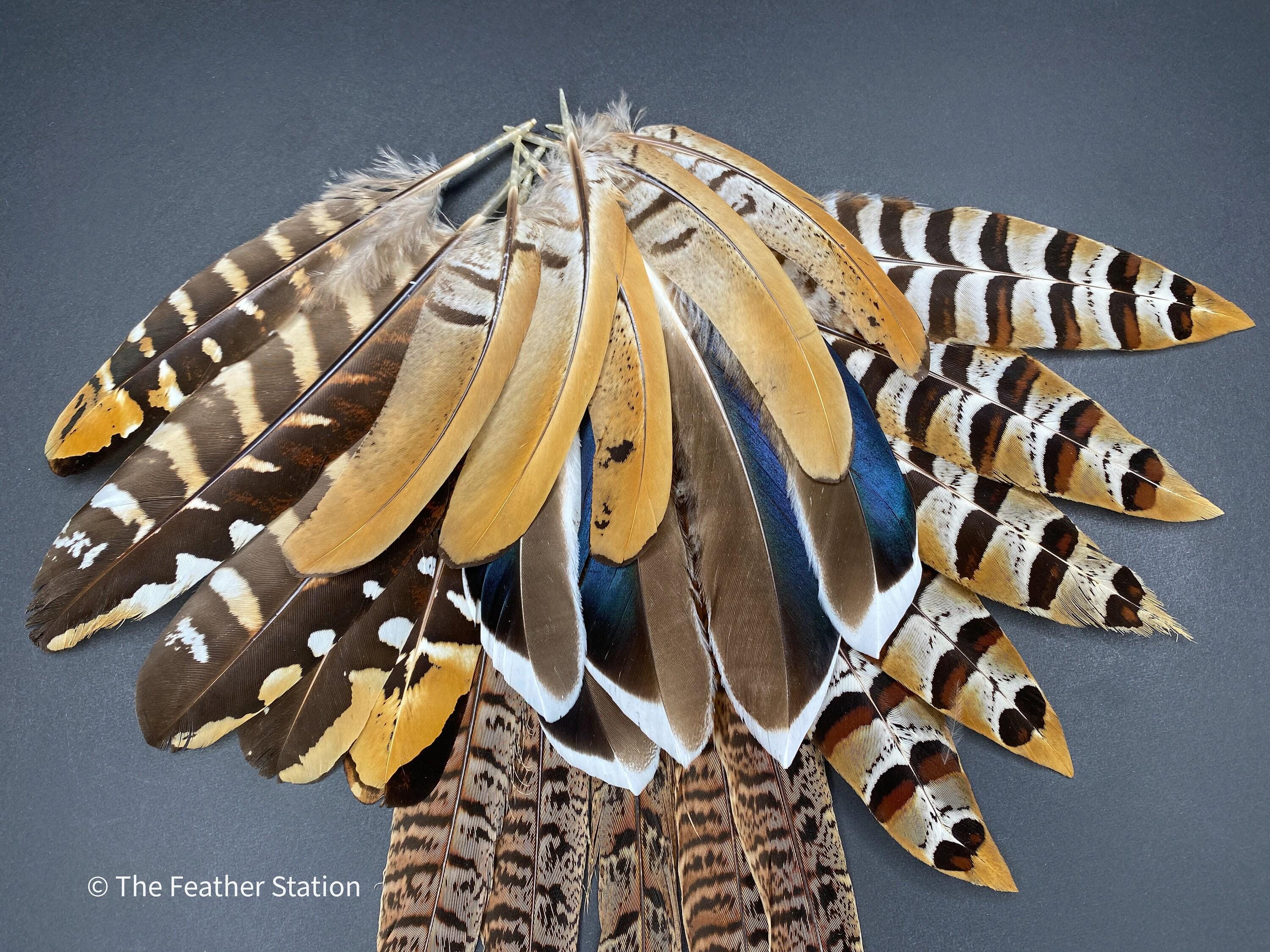 10 Mixed feather collection