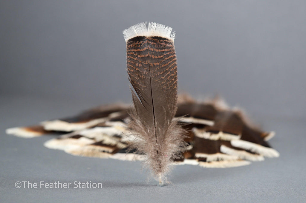 Large turkey tail feathers, smudge feathers, 13-18cm, 5-8 inch