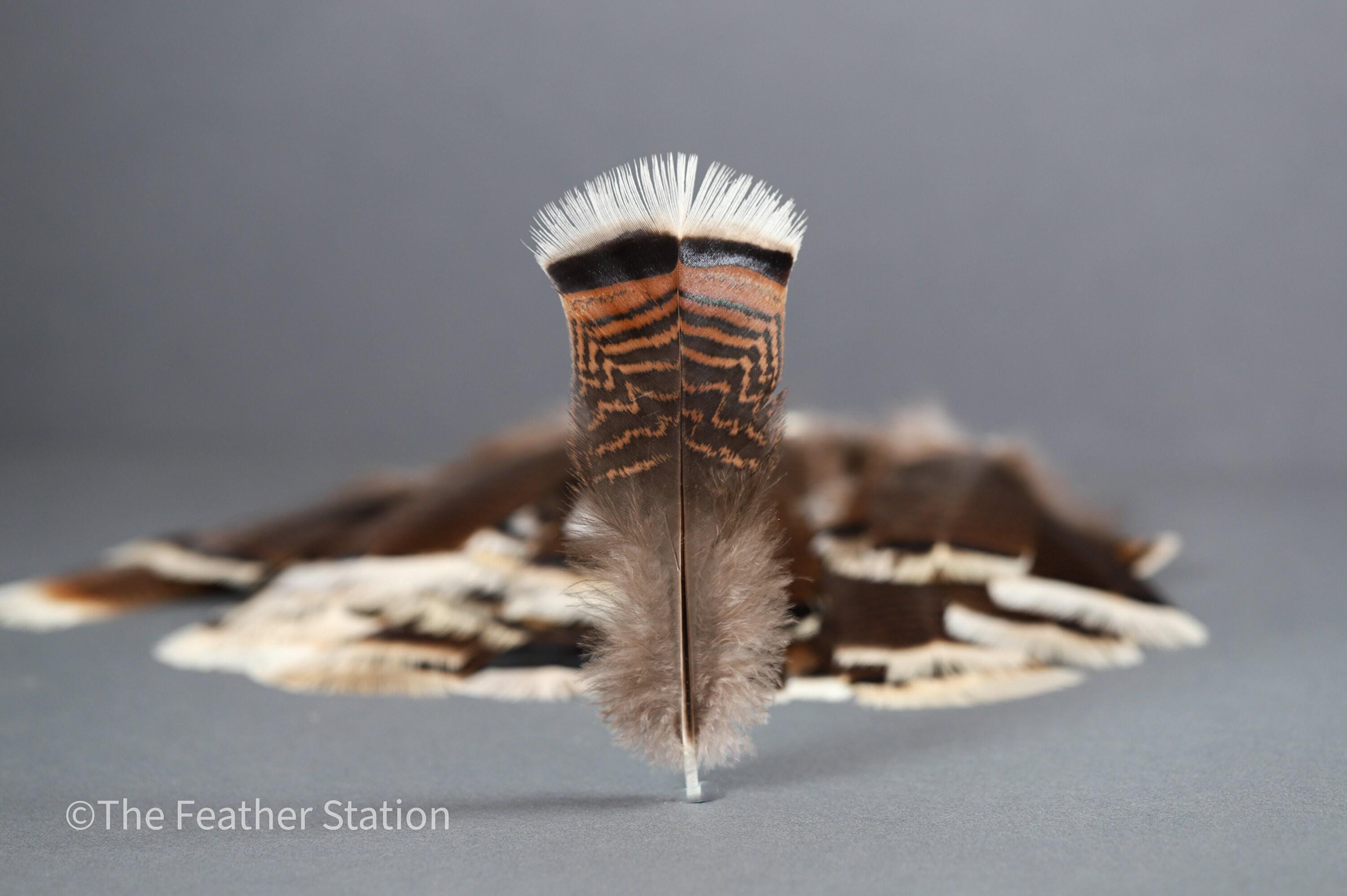 Large turkey tail feathers, smudge feathers, 13-18cm, 5-8 inch